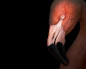 Close-up of a pink flamingo's head against black