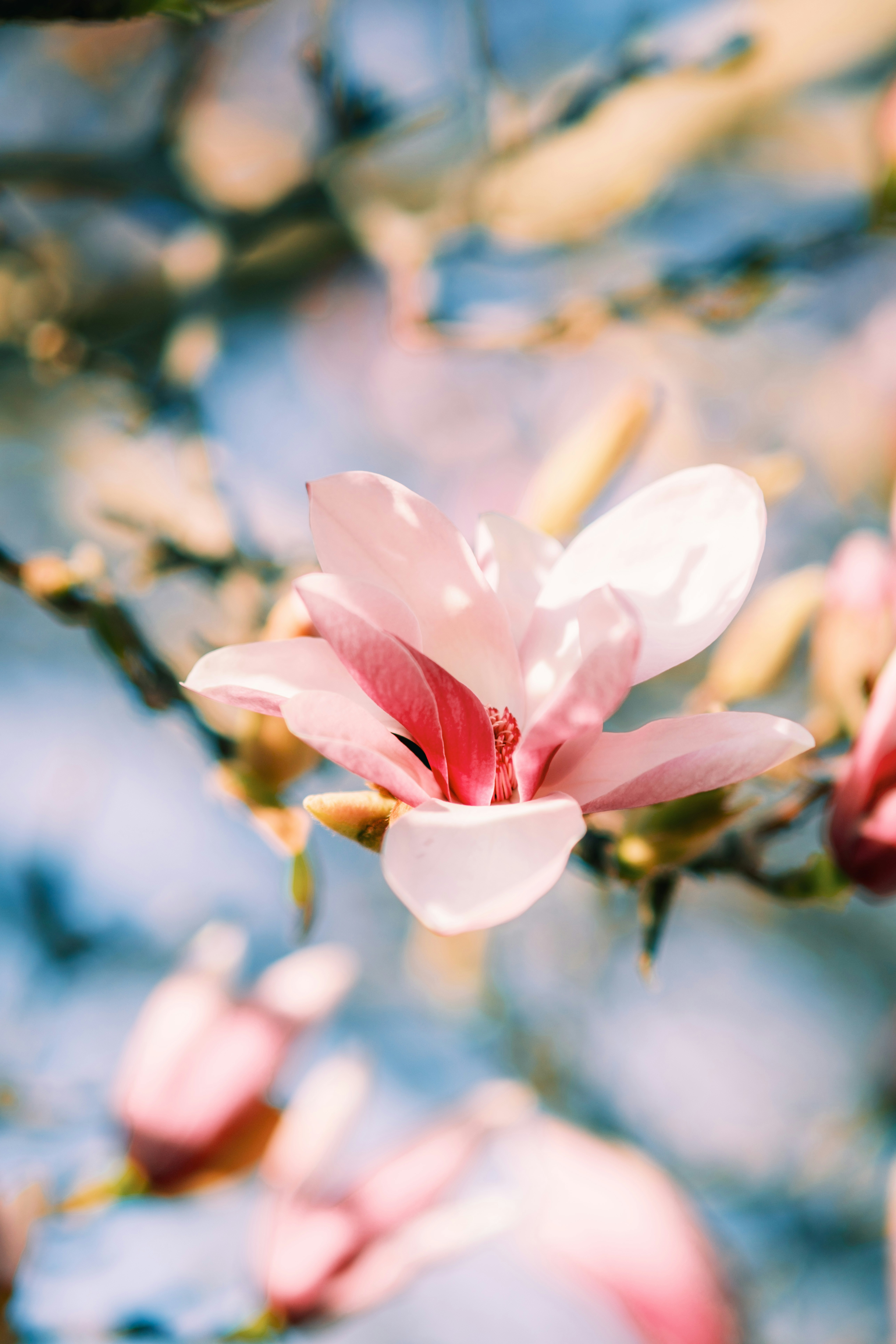 A delicate pink magnolia flower blooms on a branch.