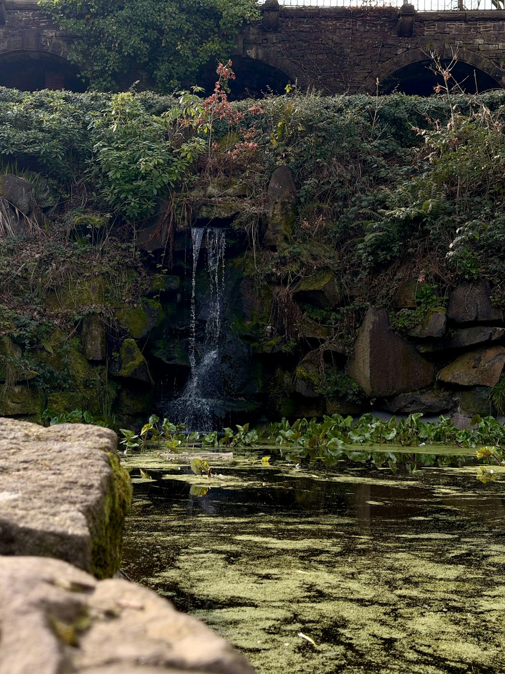 Aangelegd vijvertje met waterplanten in een Nieuwegeinse tuin