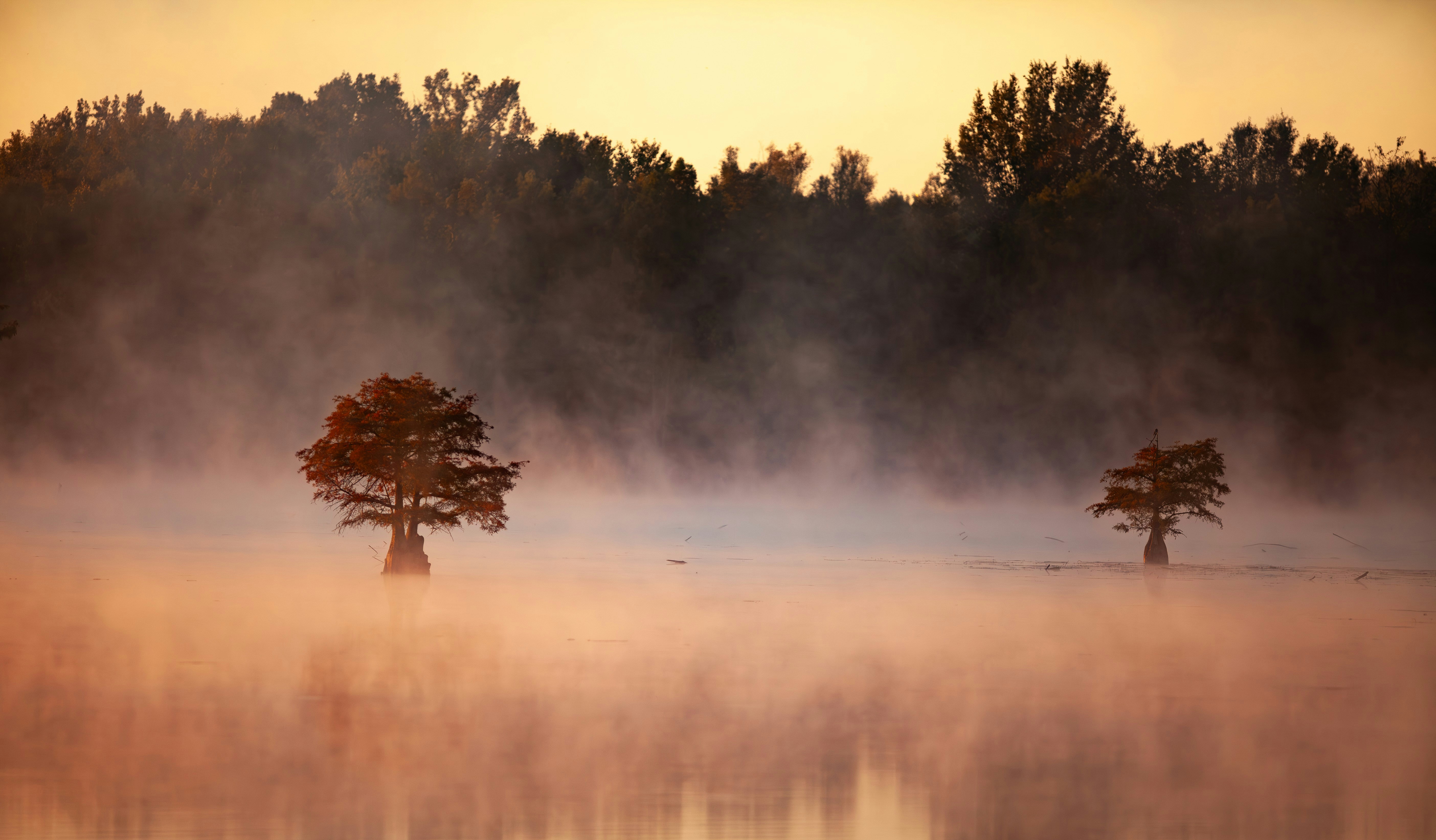 Two trees in misty water at sunrise