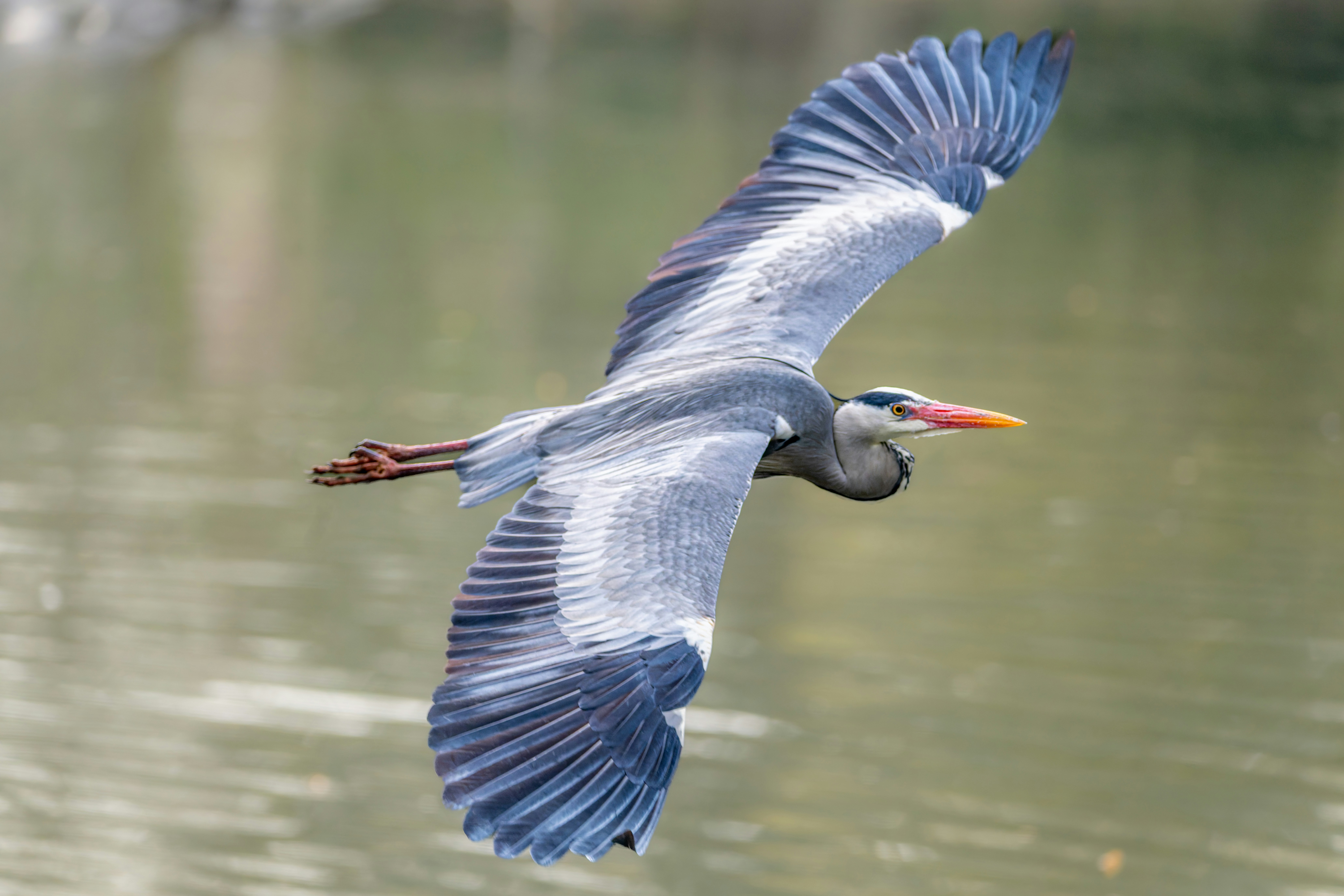 Photo by siegfriedpoepperl