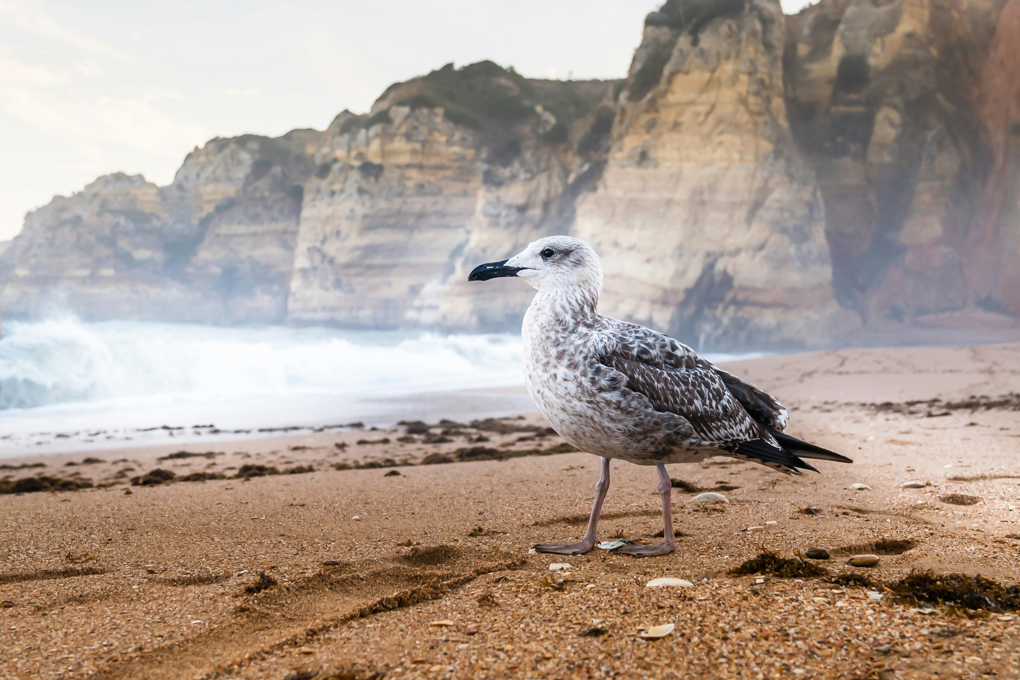 A seagull stands on a sandy beach with cliffs behind.