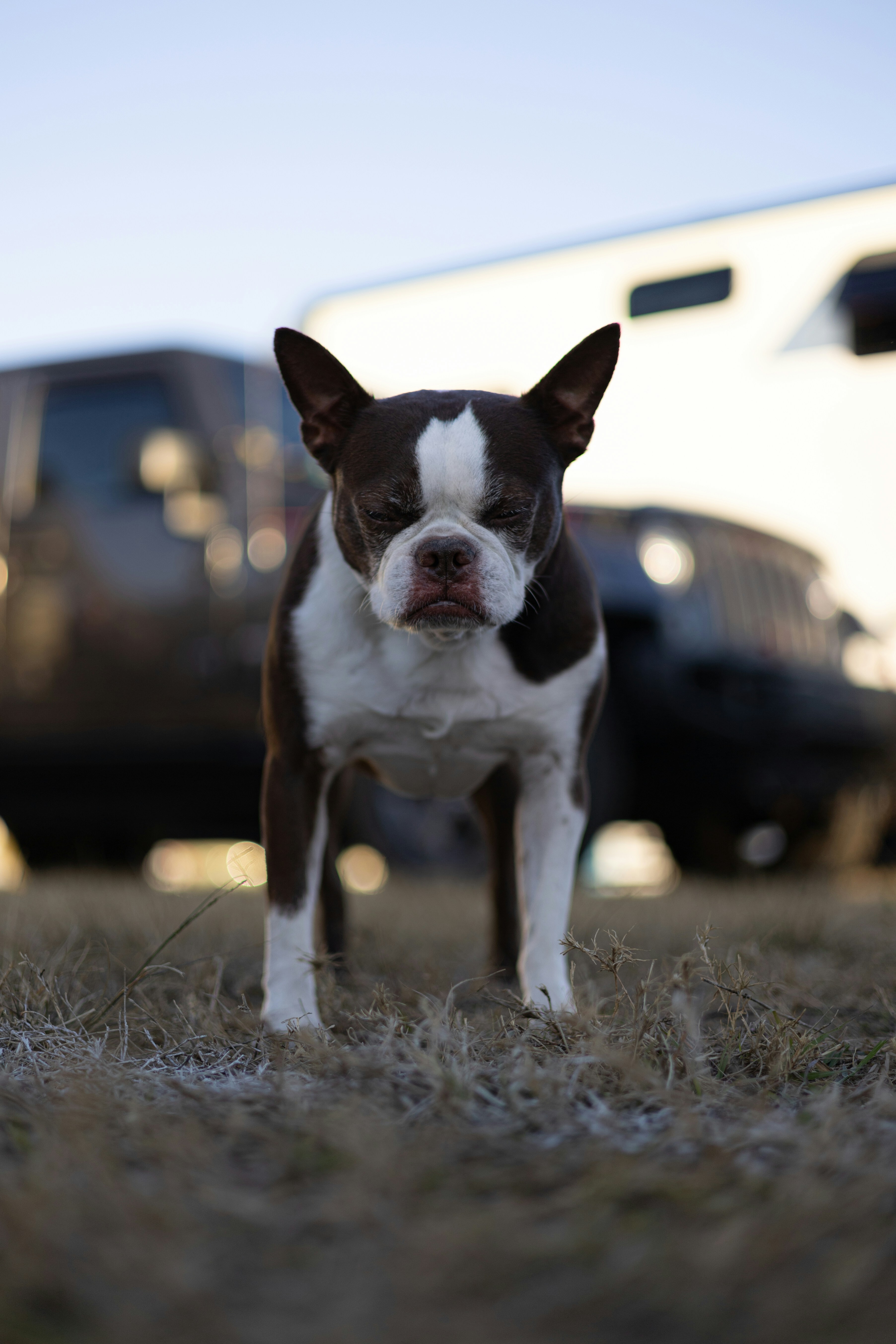 A brown and white boston terrier stands in dry grass.