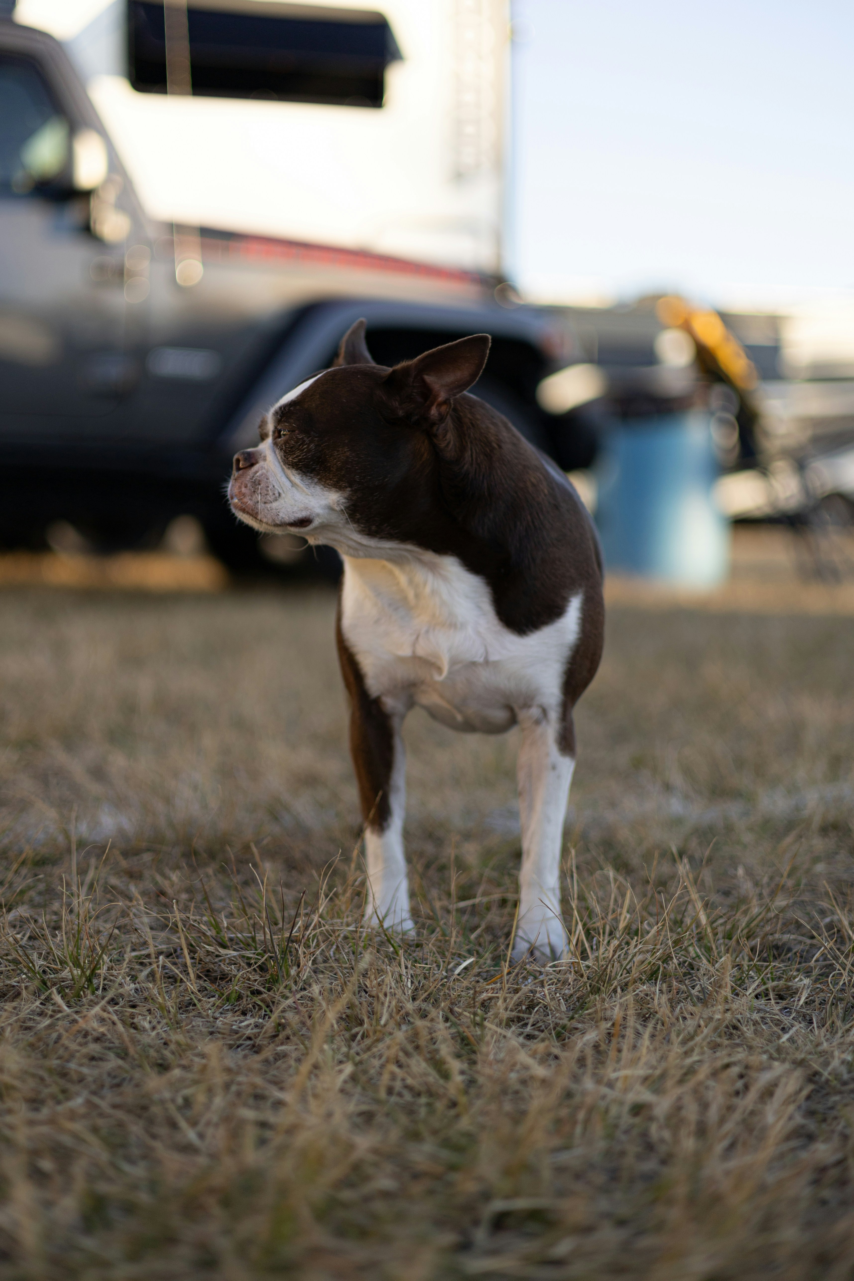 A boston terrier stands on dry grass near a vehicle