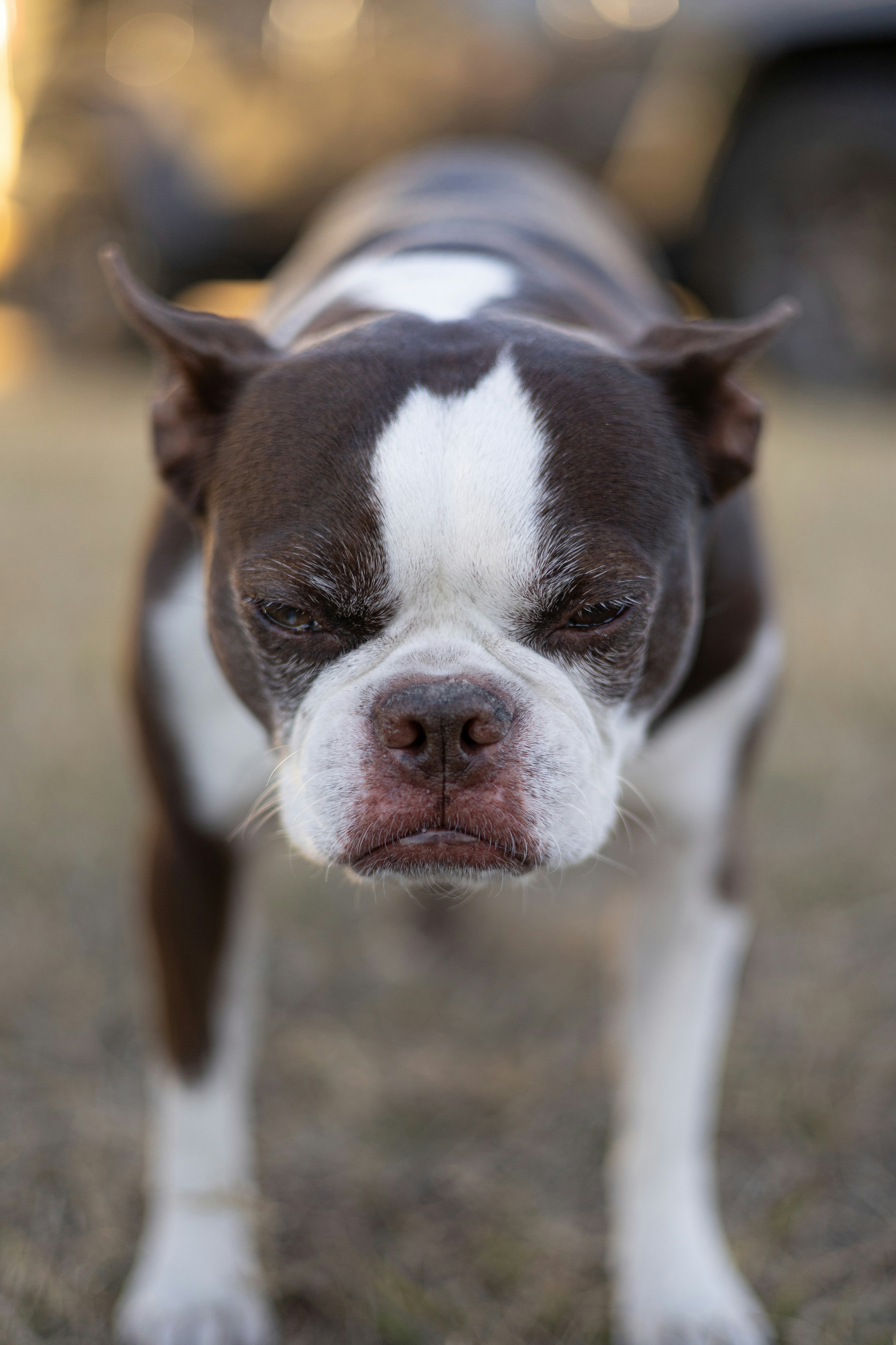 A boston terrier dog with brown and white markings.