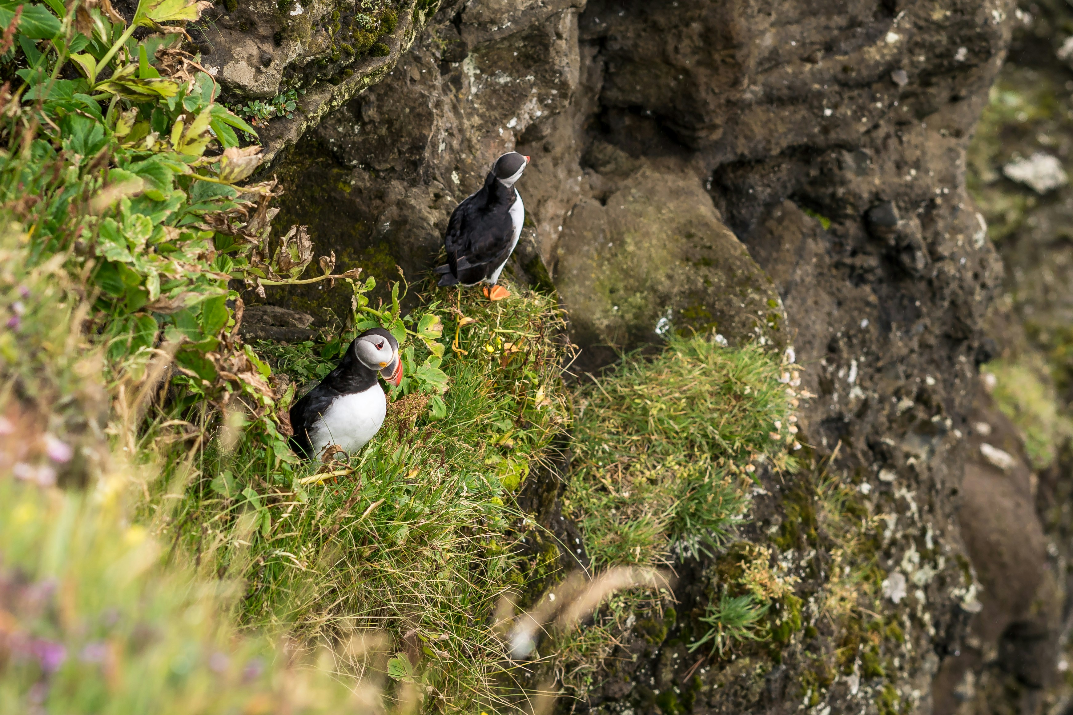 Ecological Significance of Westport's Isolated Headlands: Endemic Species and Pristine Habitats - Westport California headlands remote