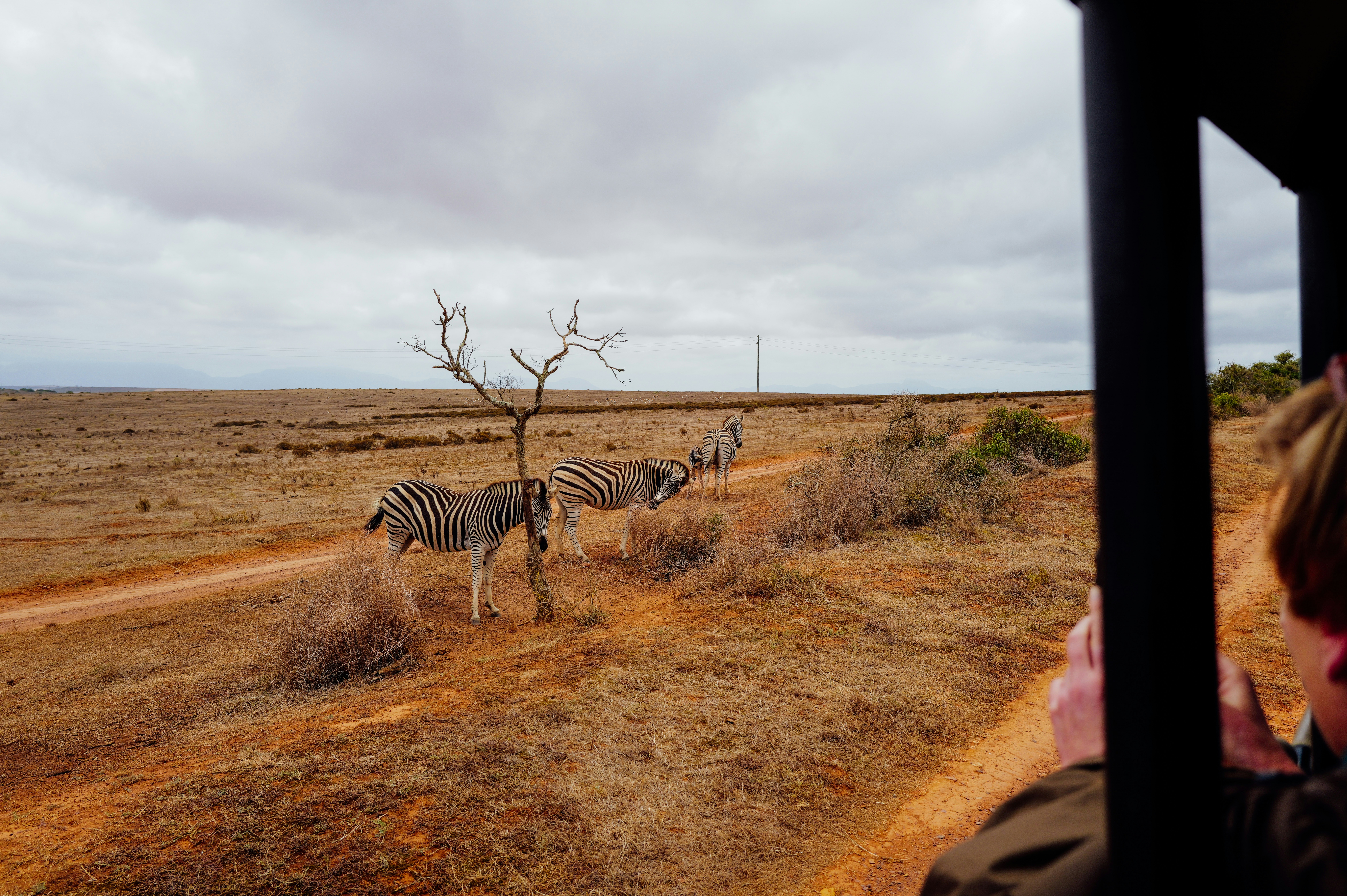 Zebras walk on a dirt road in a dry landscape