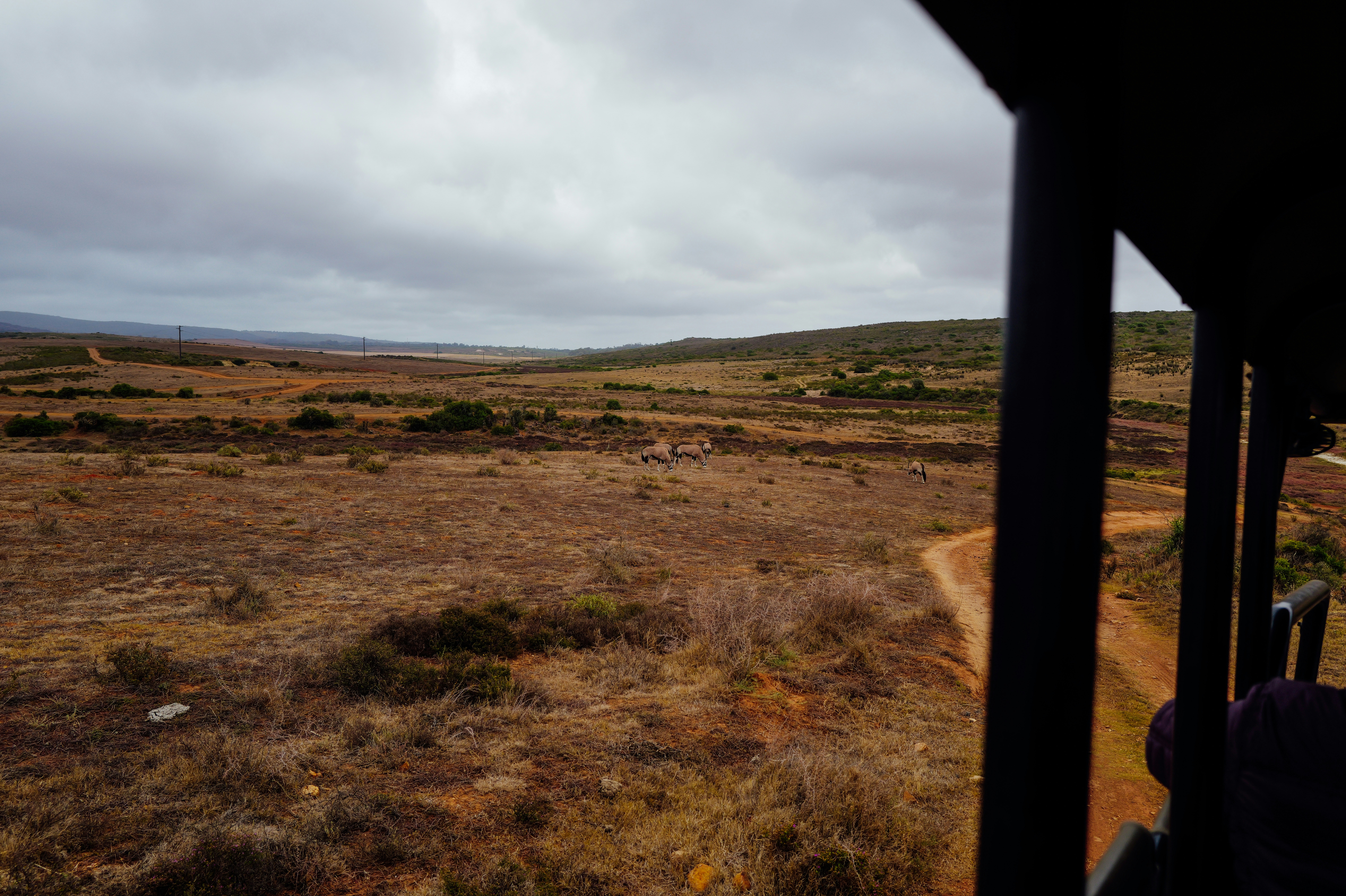 Wide savanna landscape with scattered trees and cloudy sky