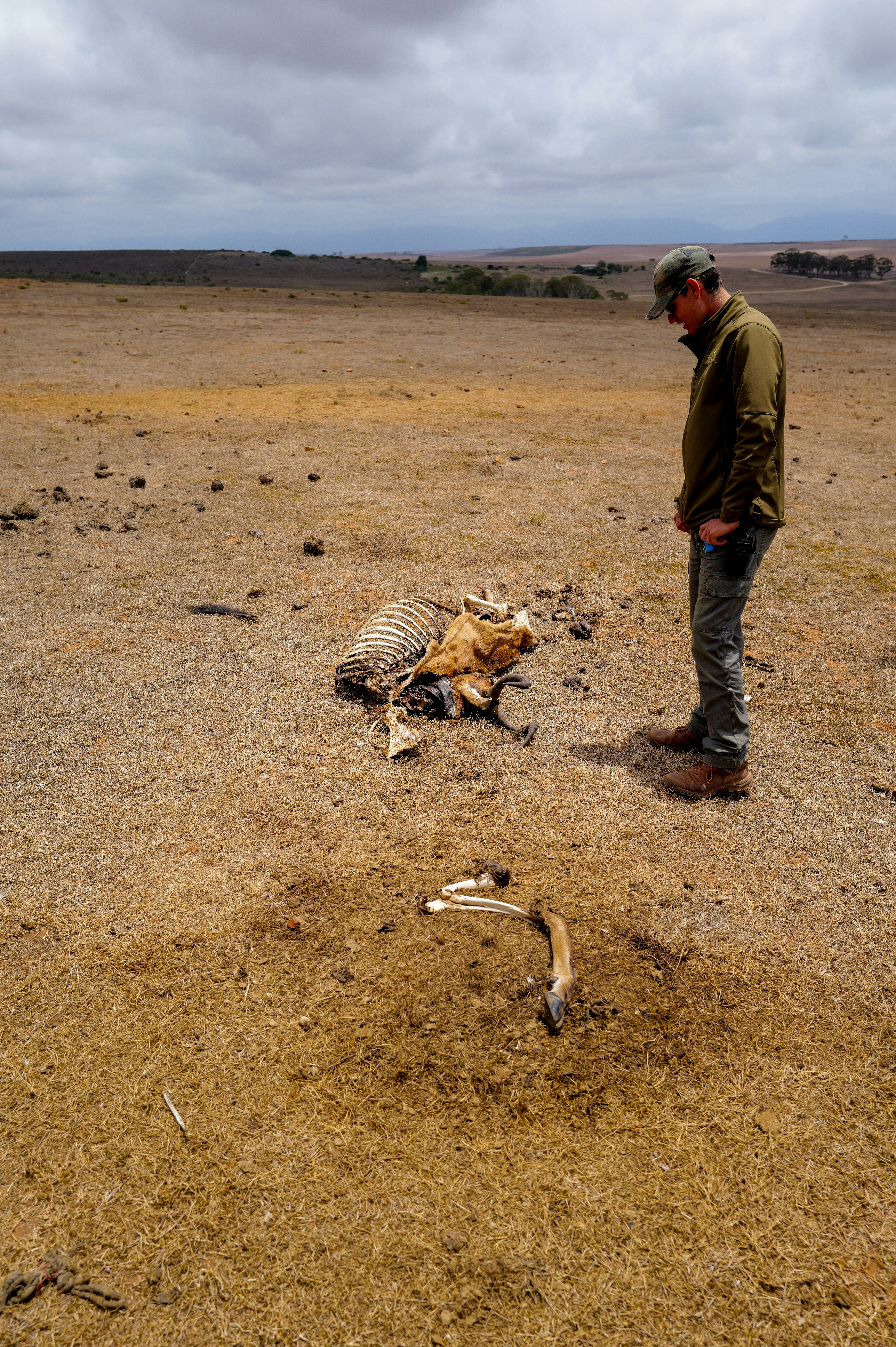 Man observes carcass in dry, open landscape