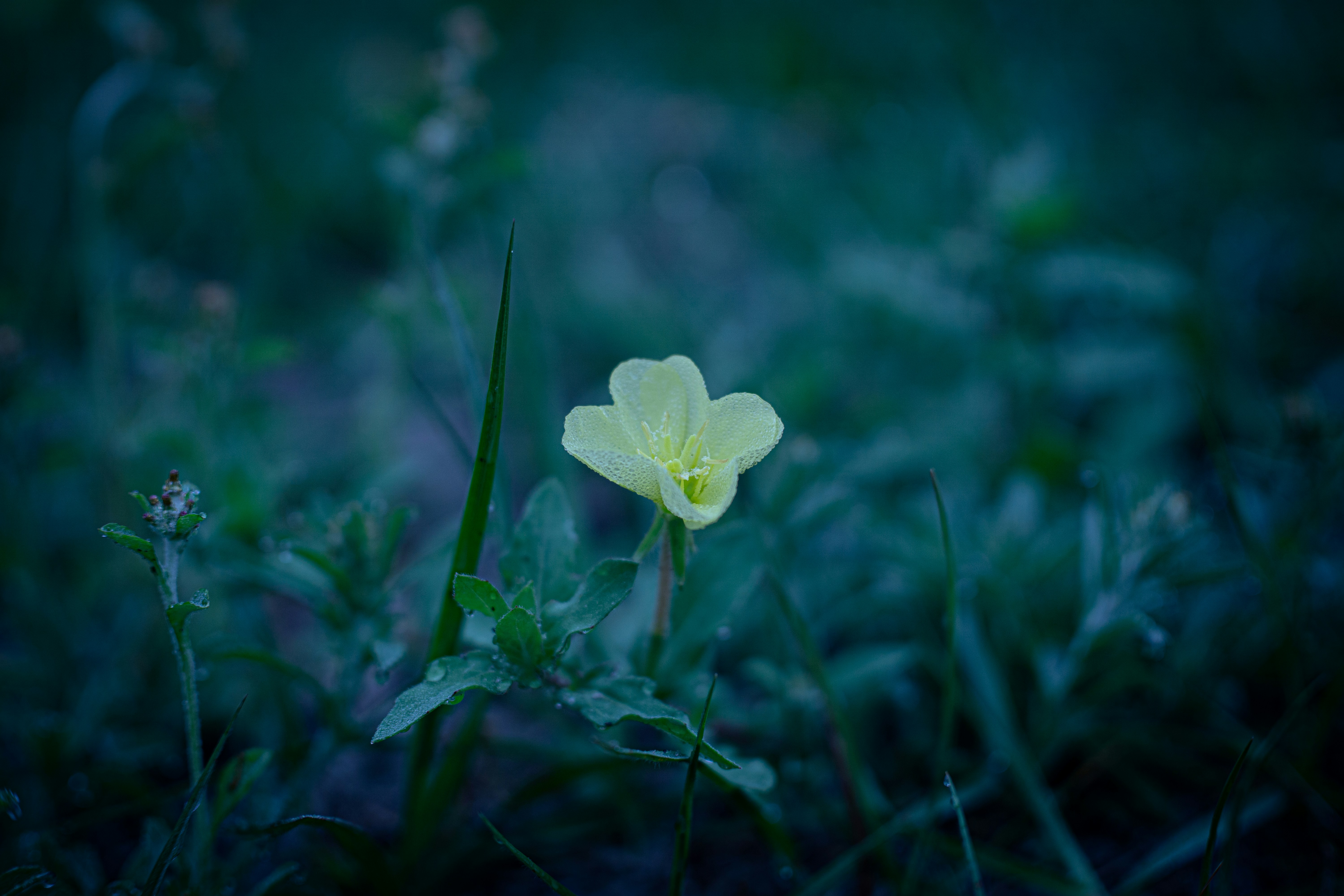 Photo by ozym