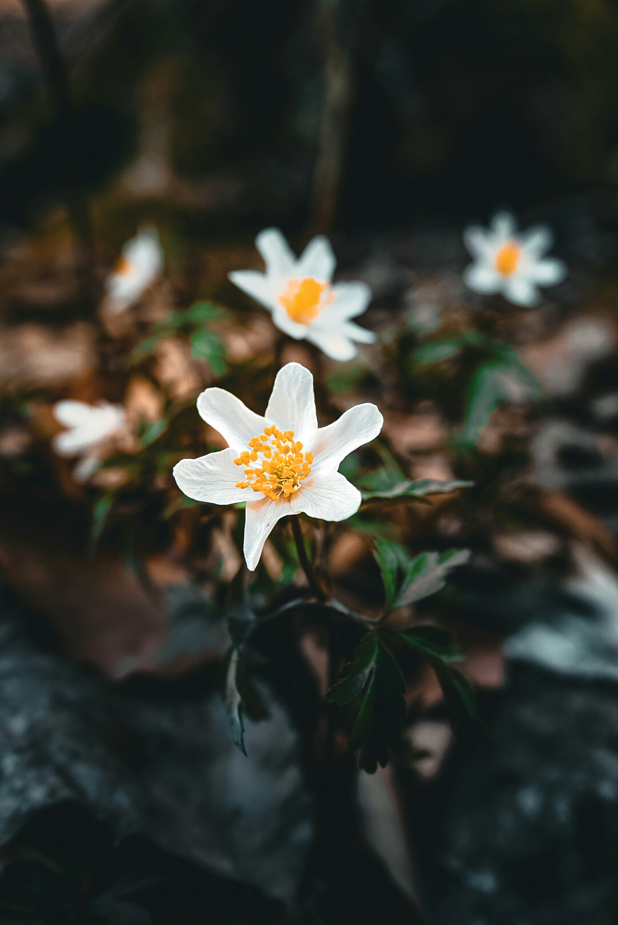 Photo by celina_castor