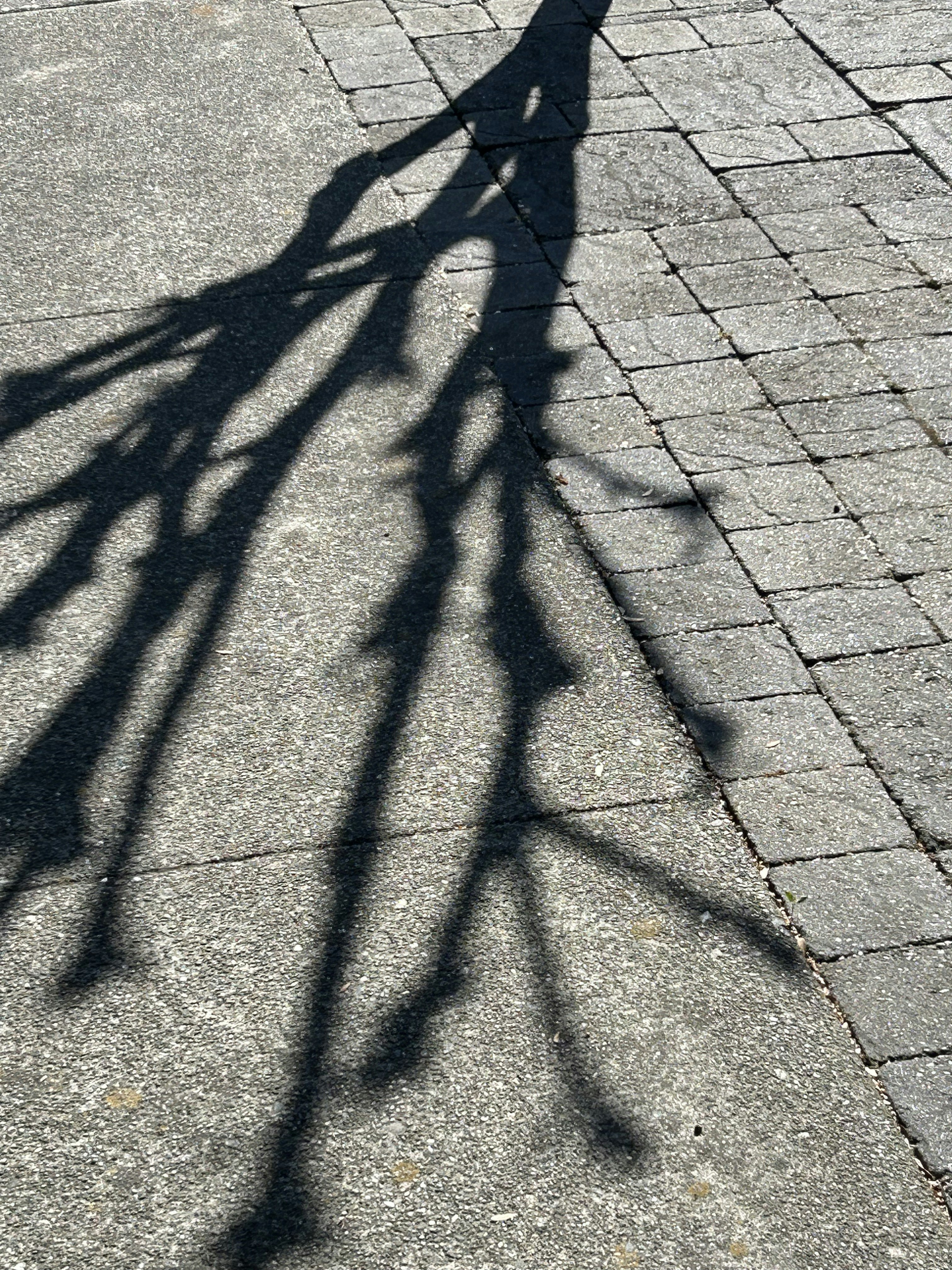 Shadow of tree branches on a paved walkway