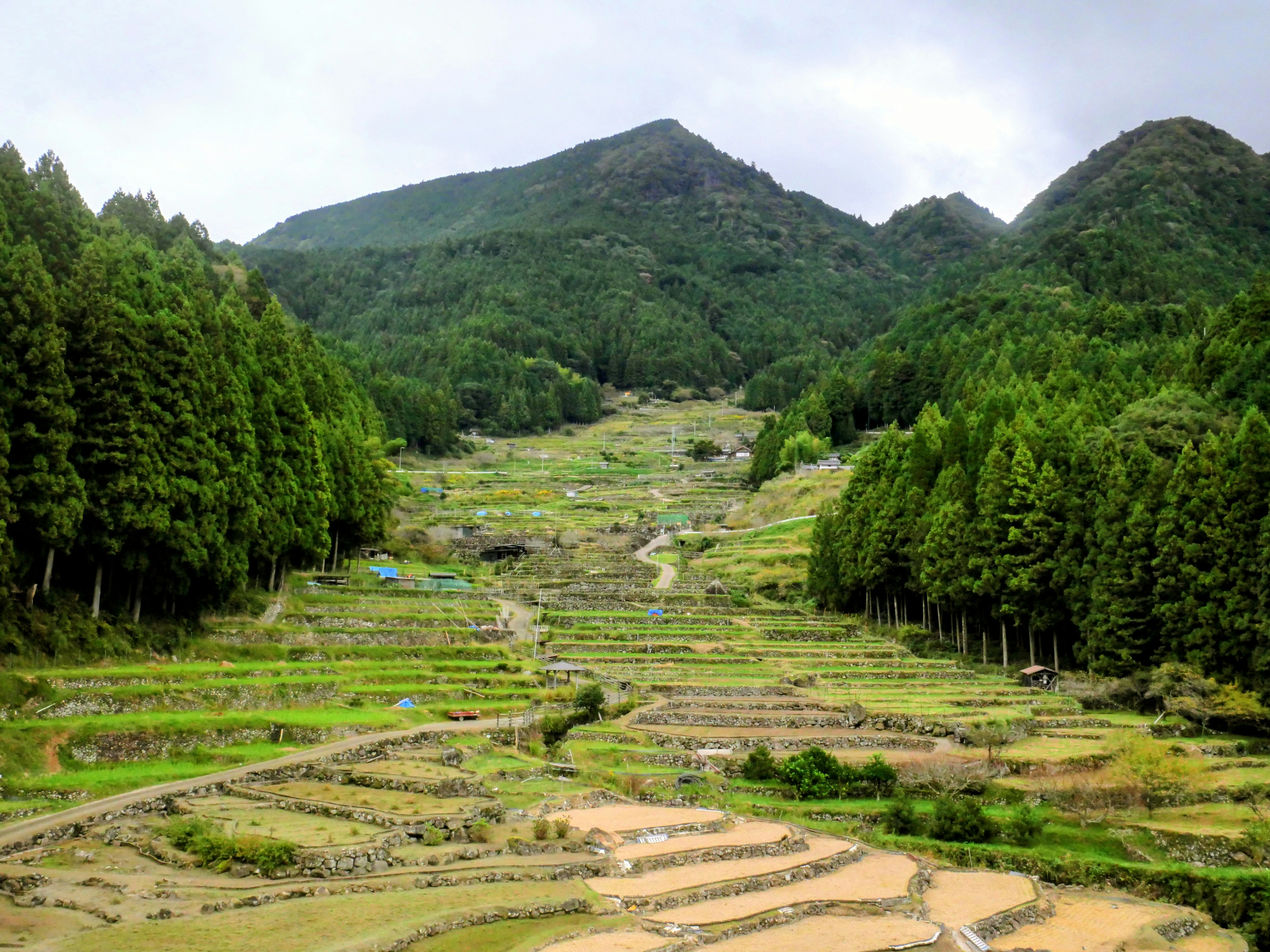 Terraced rice fields in a lush green valley
