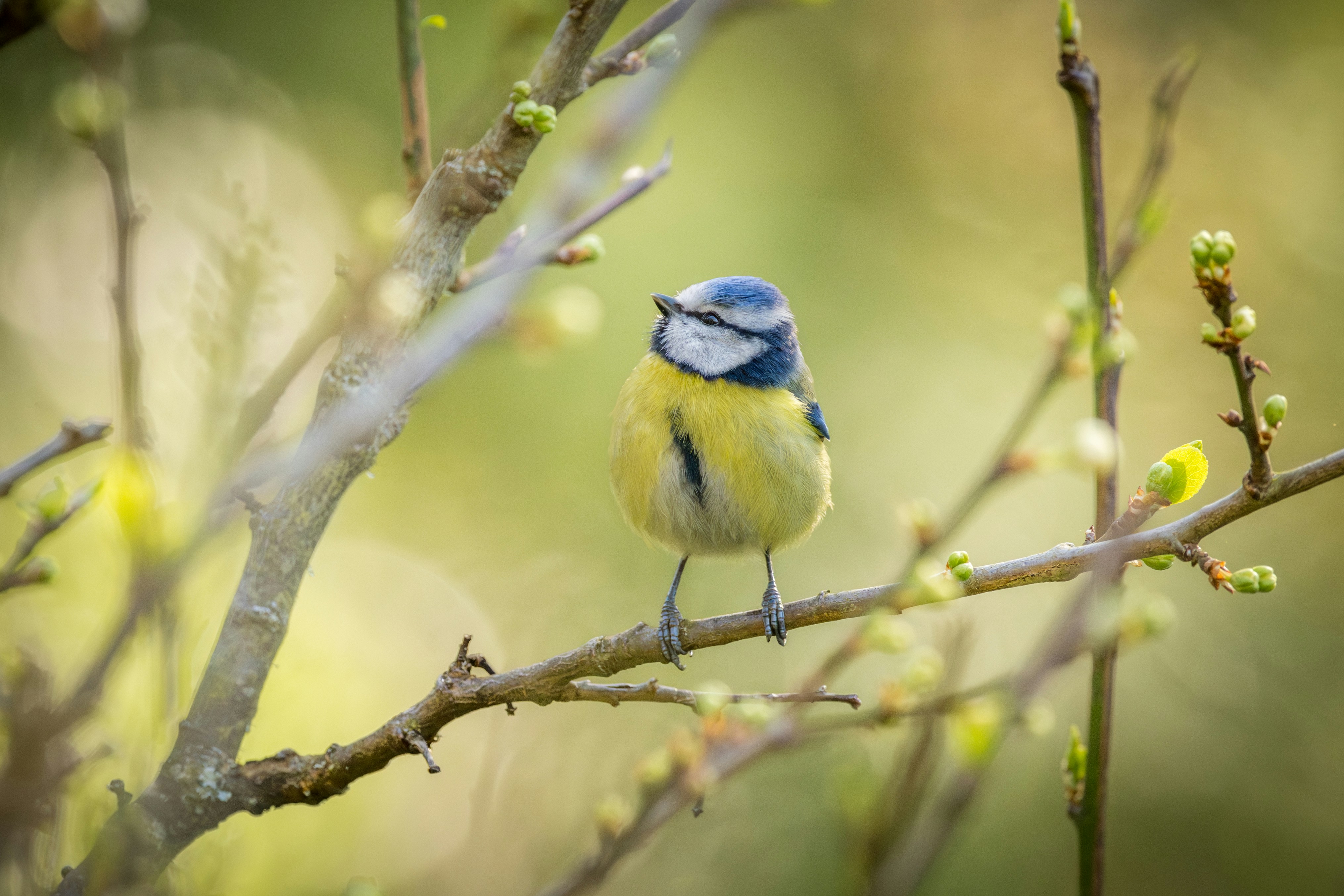 Insurance plan conditions, lingo, policy varieties, and the rest that accompanies it. It can be all so complicated for the common customer. Nevertheless, you don't have to be the normal consumer. You can be wiser and take on purchasing an insurance plan t