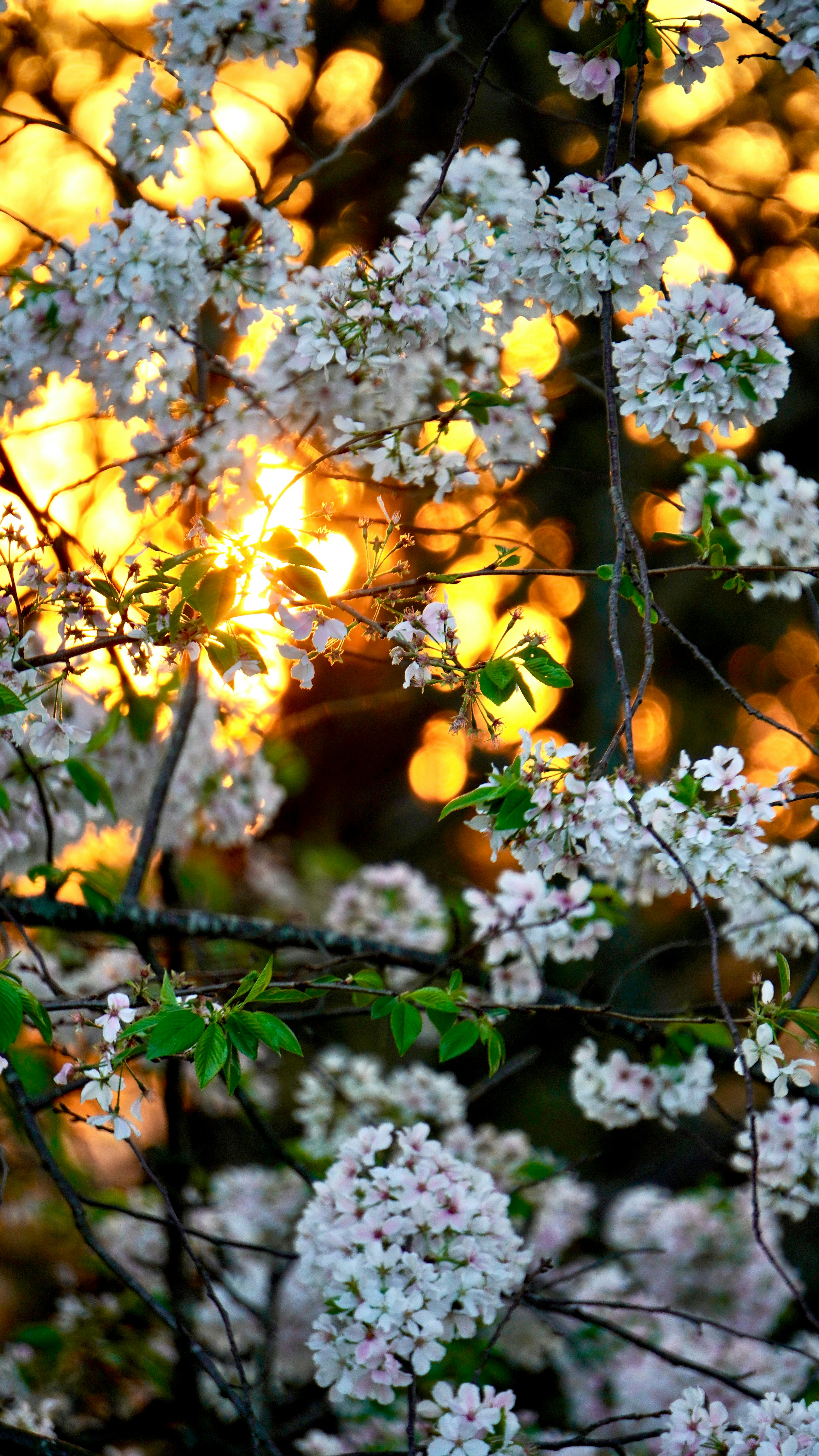 White cherry blossoms against a warm sunset glow.