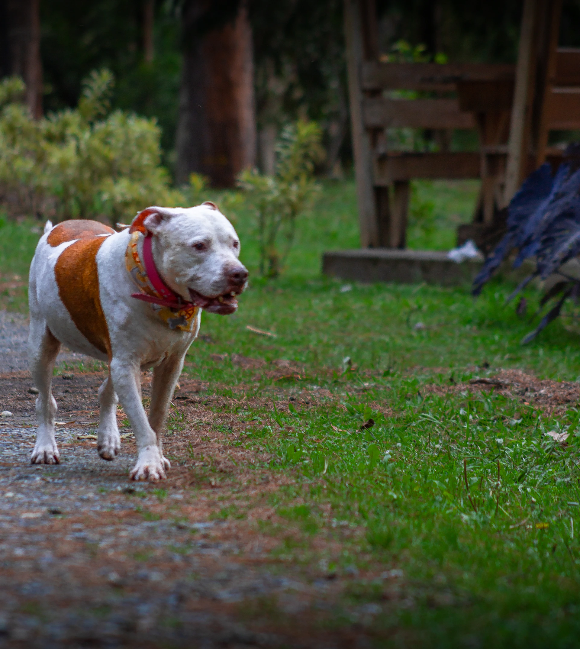 A white and orange pit bull dog walks outdoors