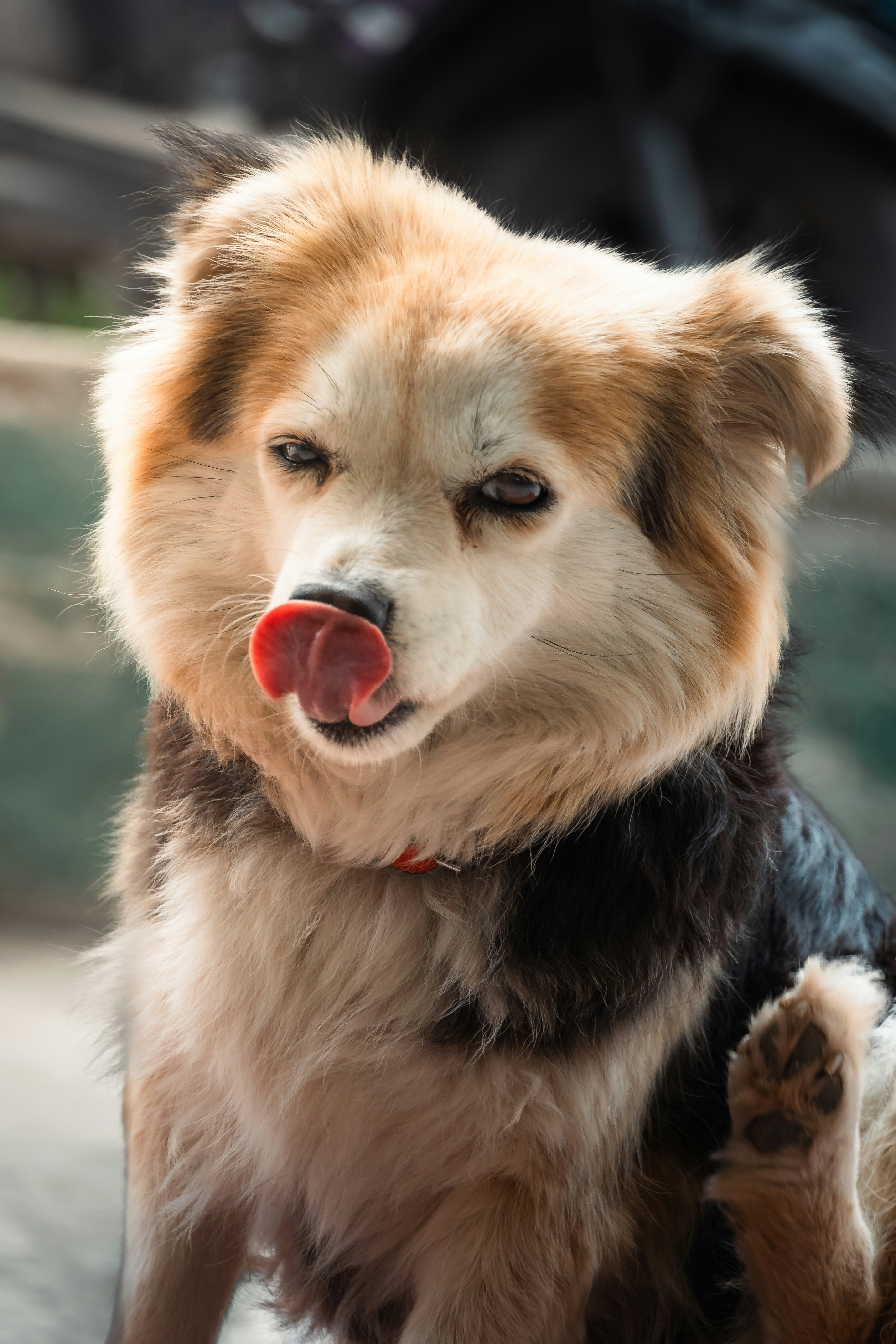 A dog with light brown fur licking its nose