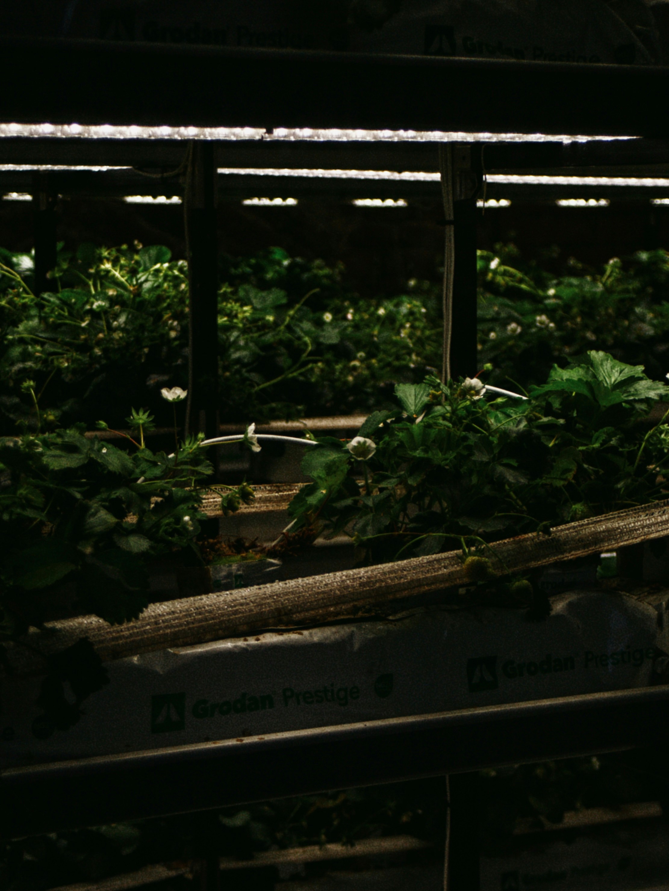 biotechnology agriculture