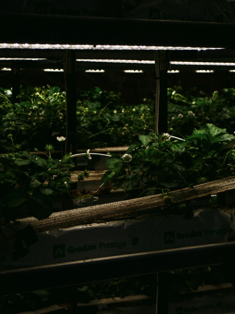 Rows of leafy green plants growing under artificial lights in a vertical farm
