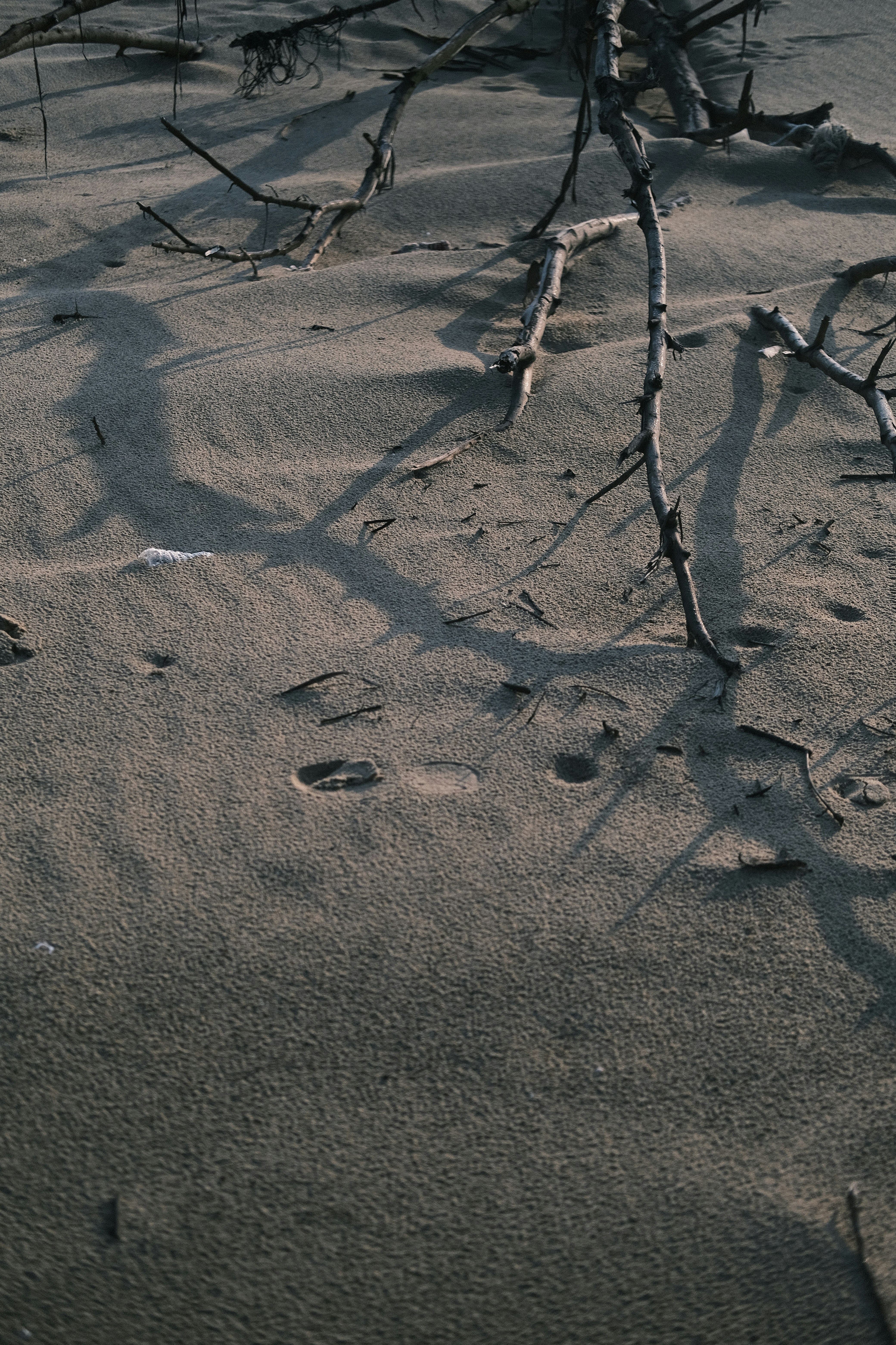 Dry branches casting shadows on sandy ground