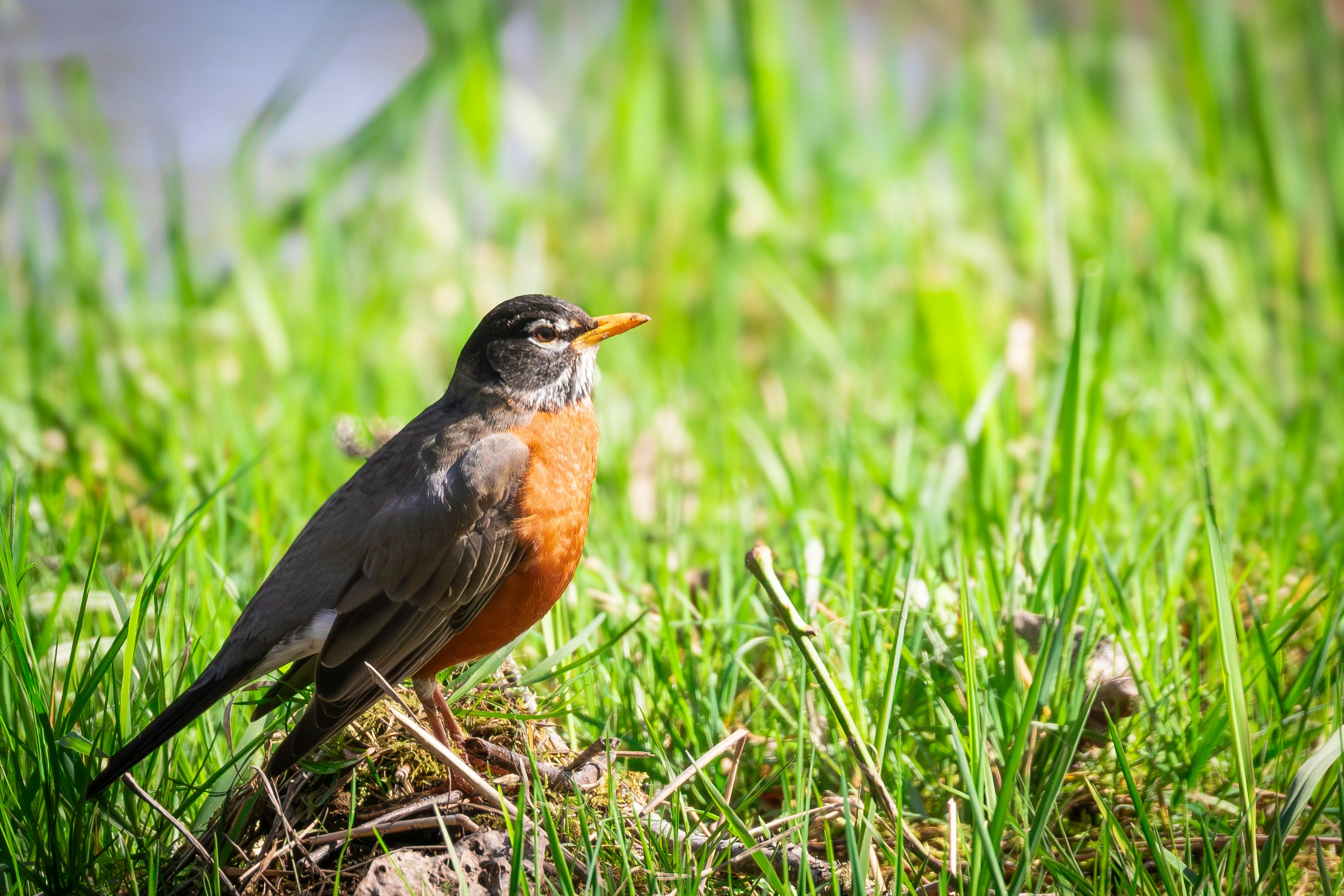 An american robin stands on a grassy bank.