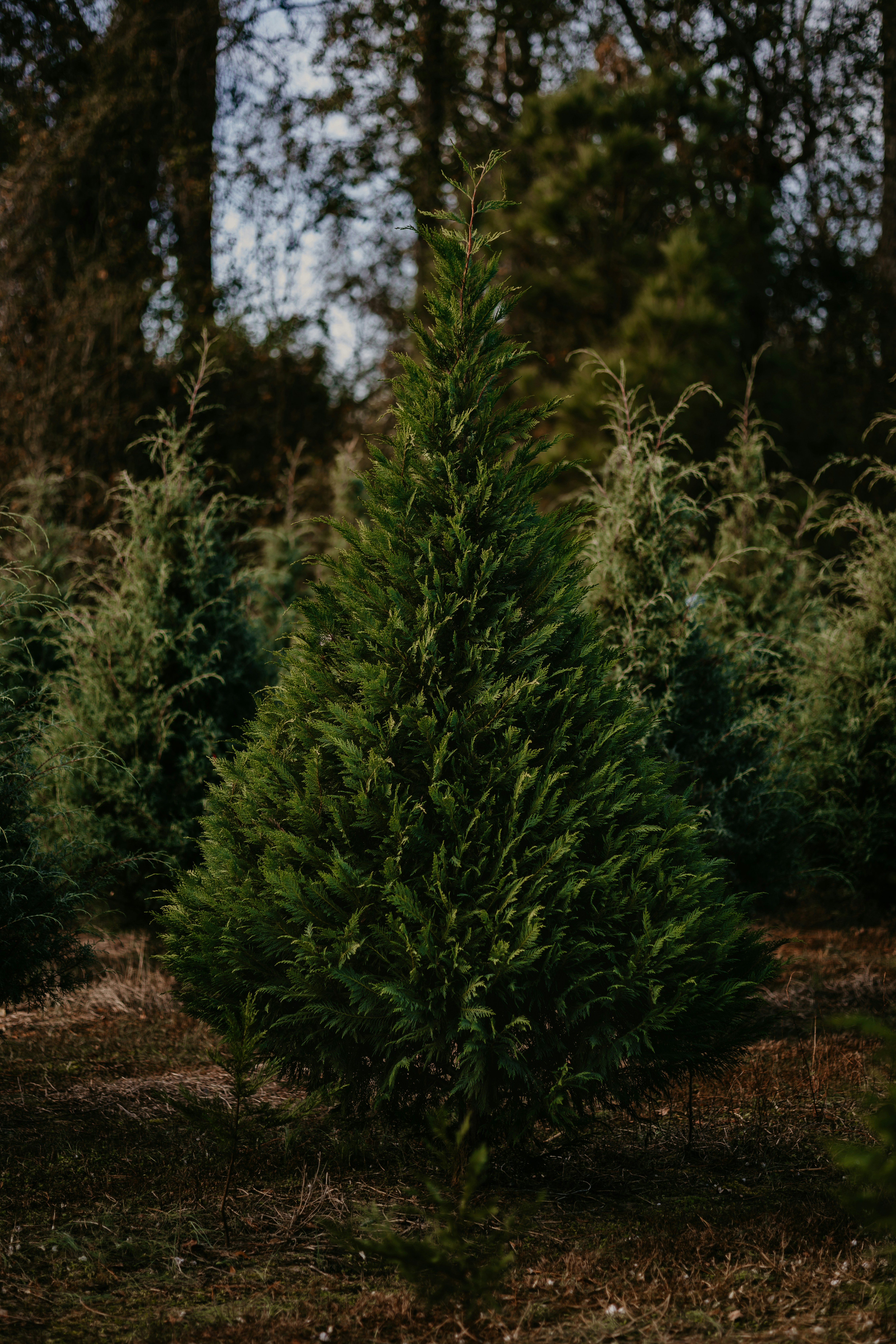 A tall green evergreen tree in a forest.