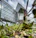 Modern glass building with plants in foreground