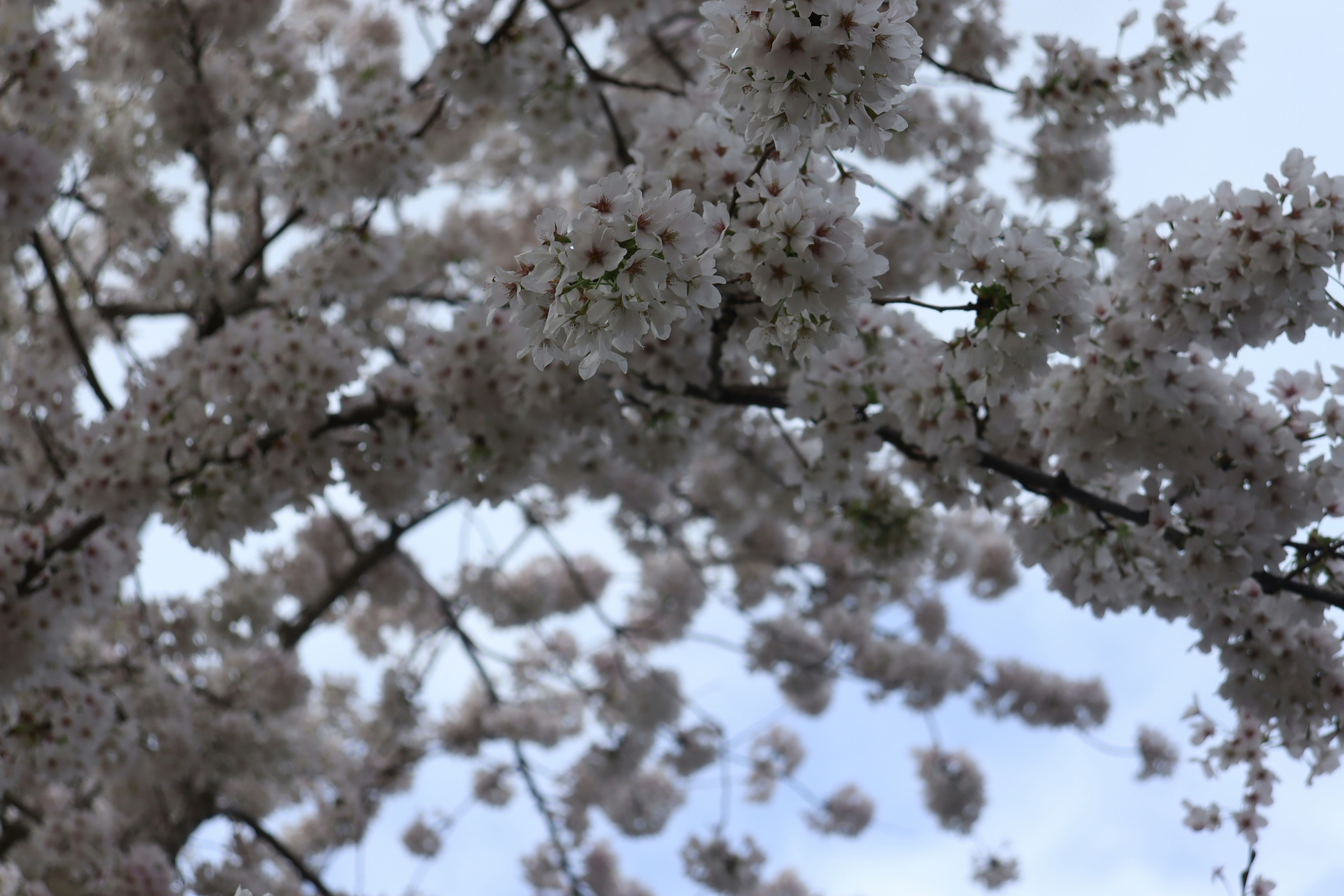Photo by moonlightendearer