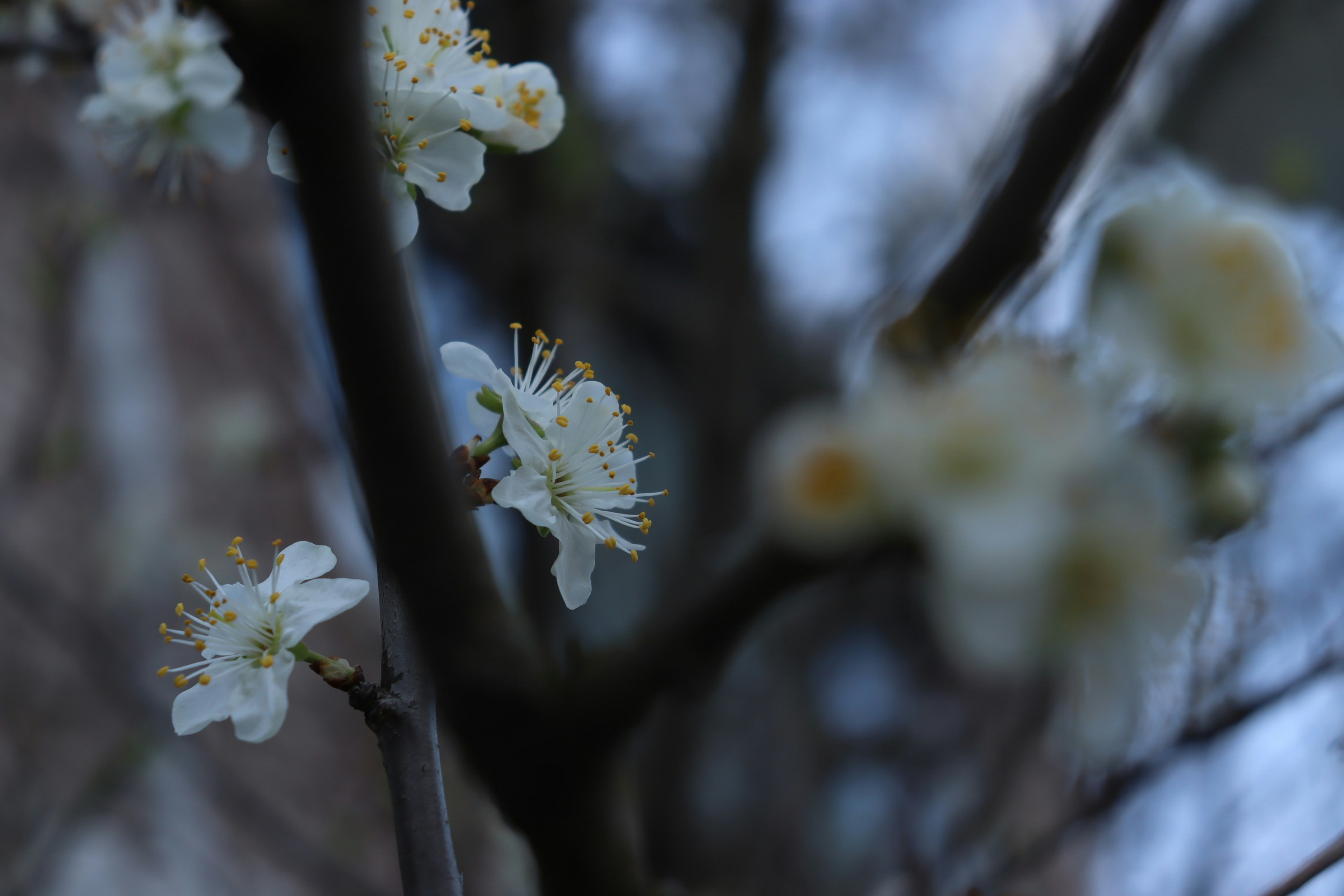 Photo by moonlightendearer