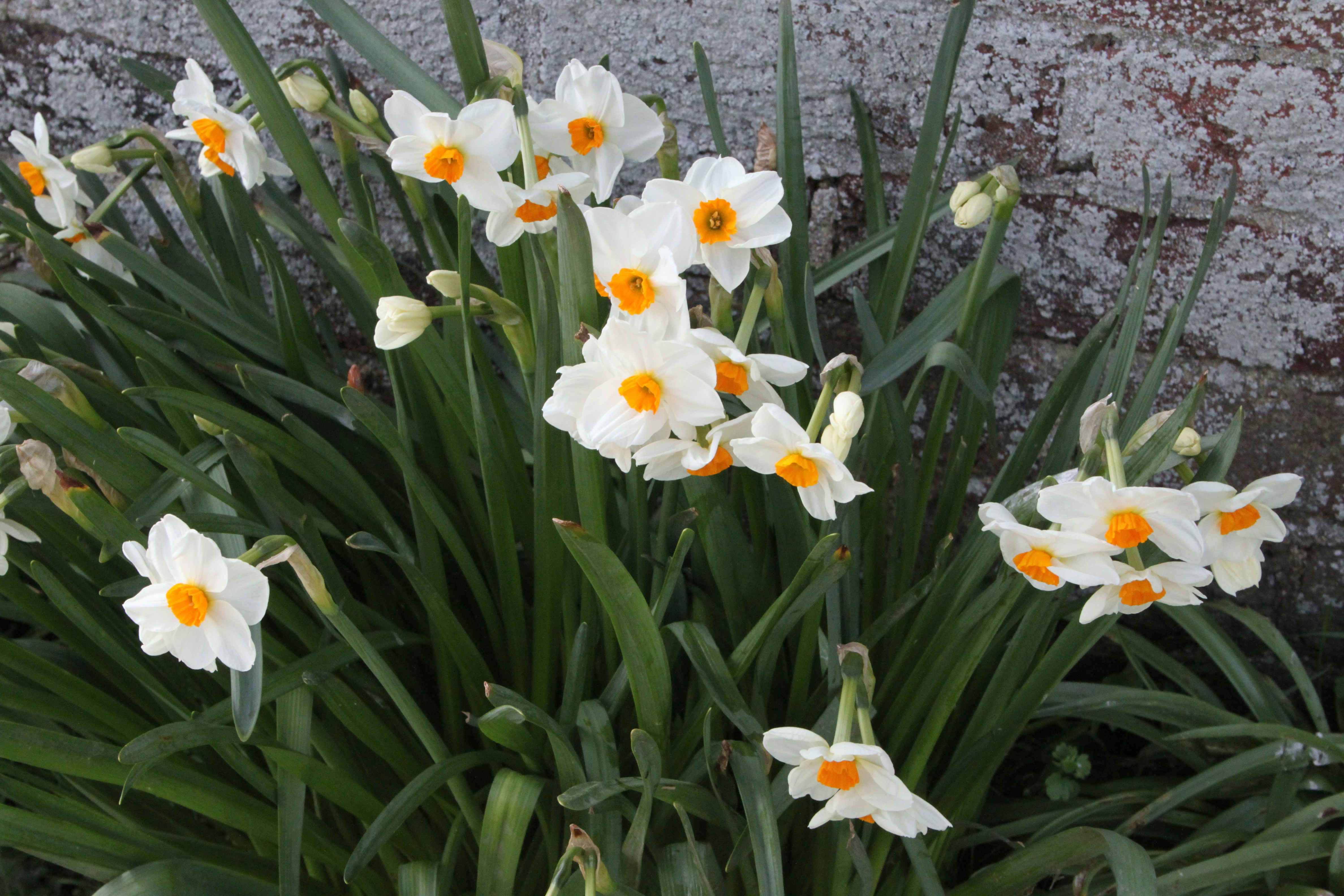White daffodils with orange centers bloom near a stone wall.