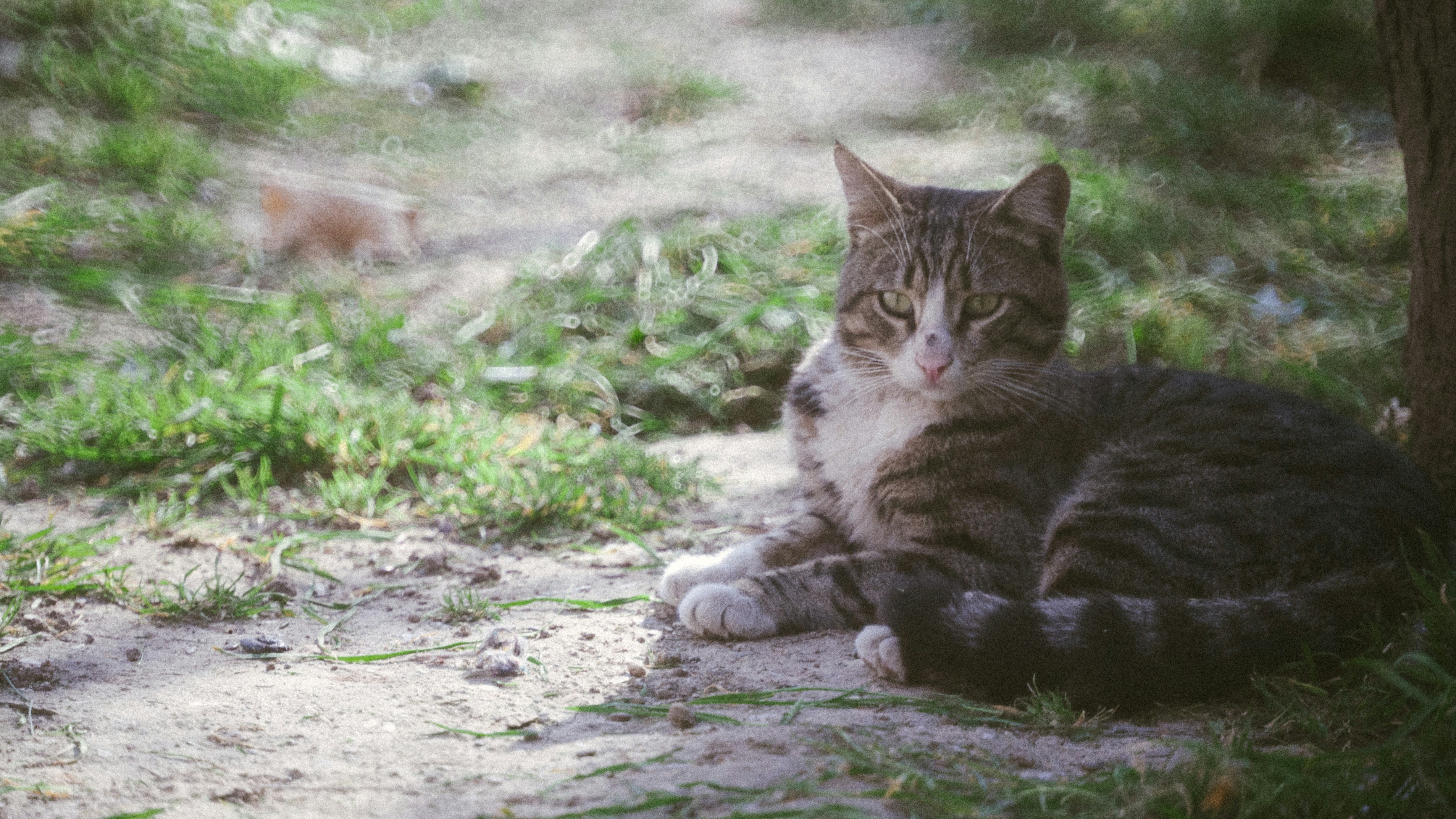 A tabby cat rests in the shade of a tree.