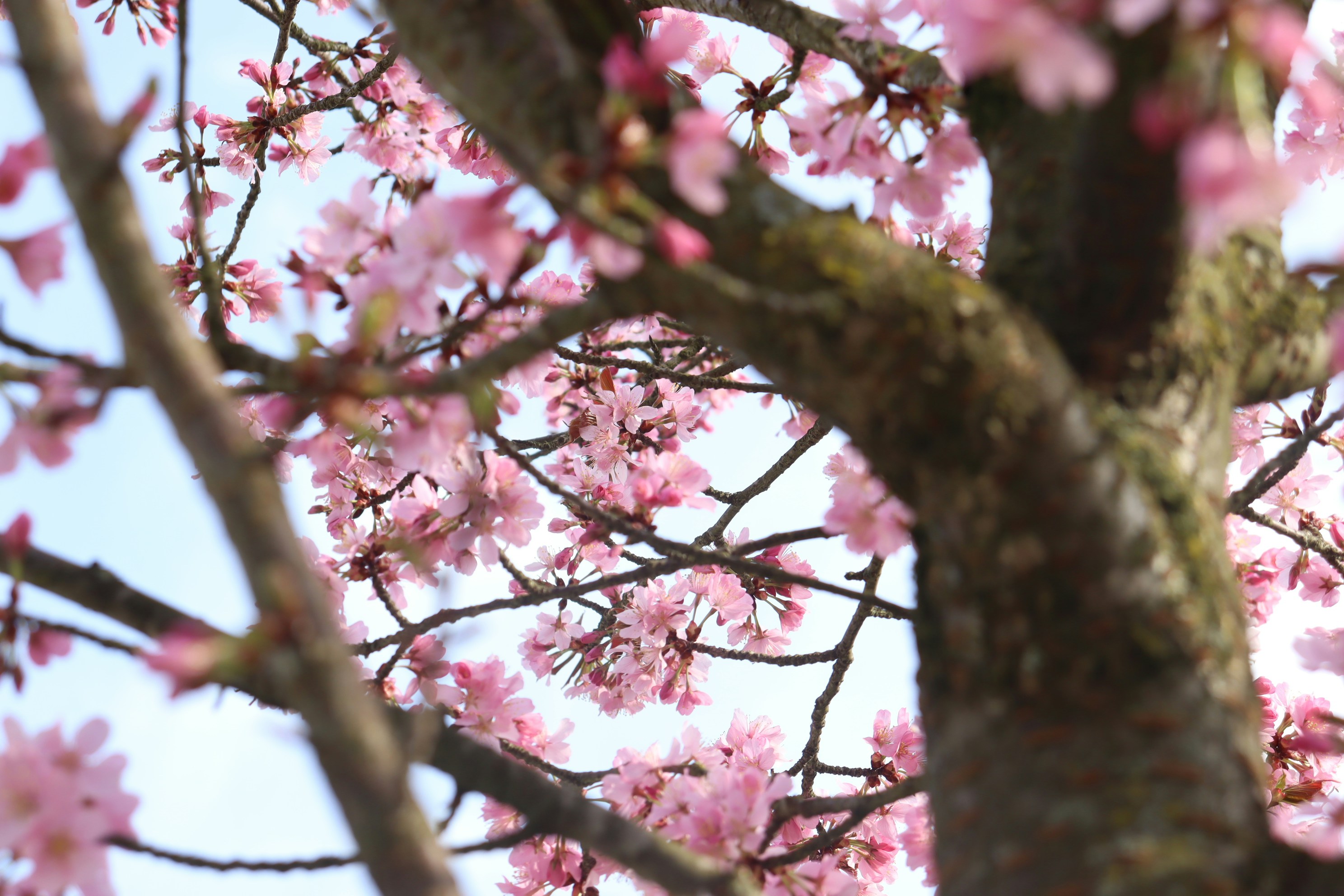 Photo by moonlightendearer