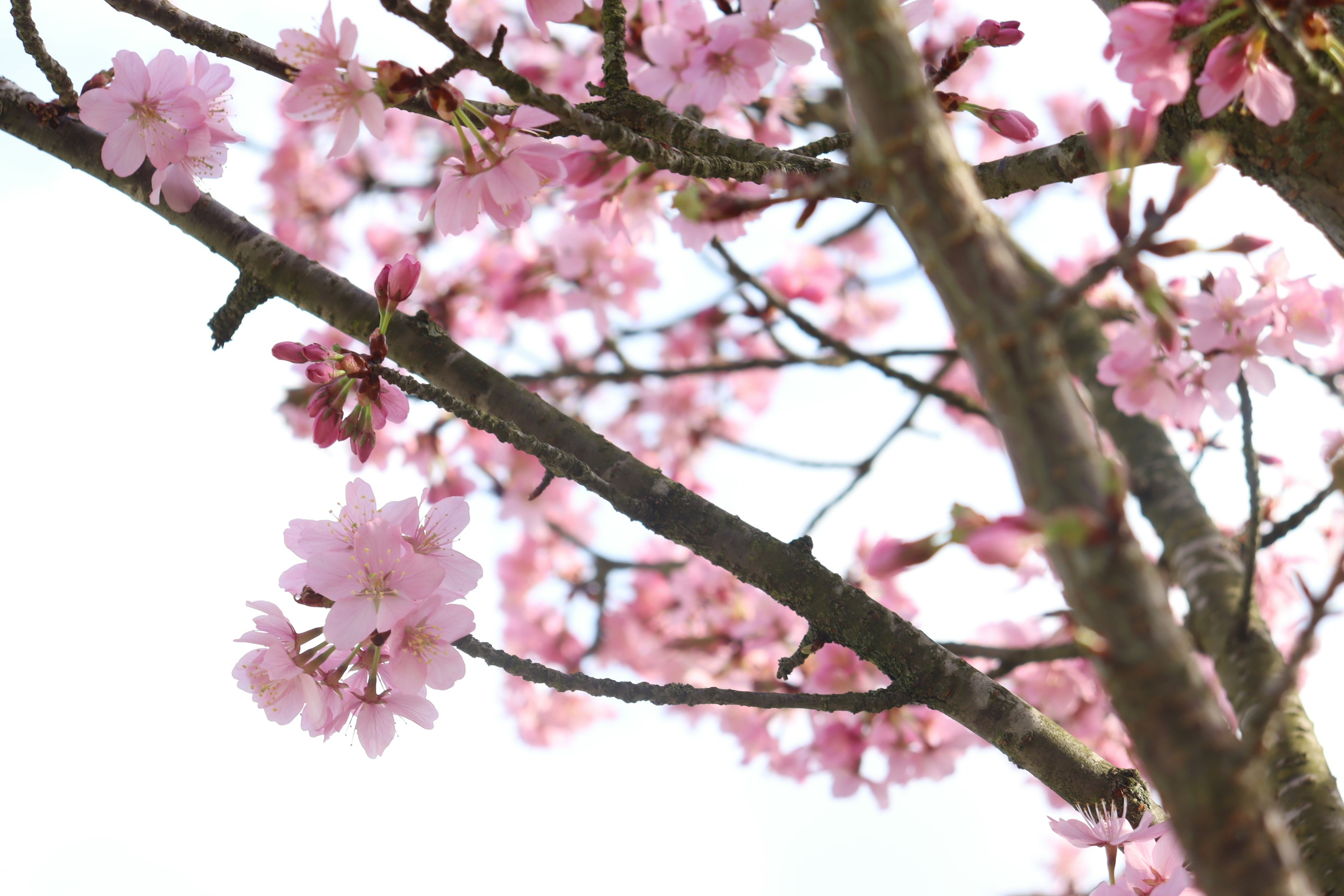 Photo by moonlightendearer