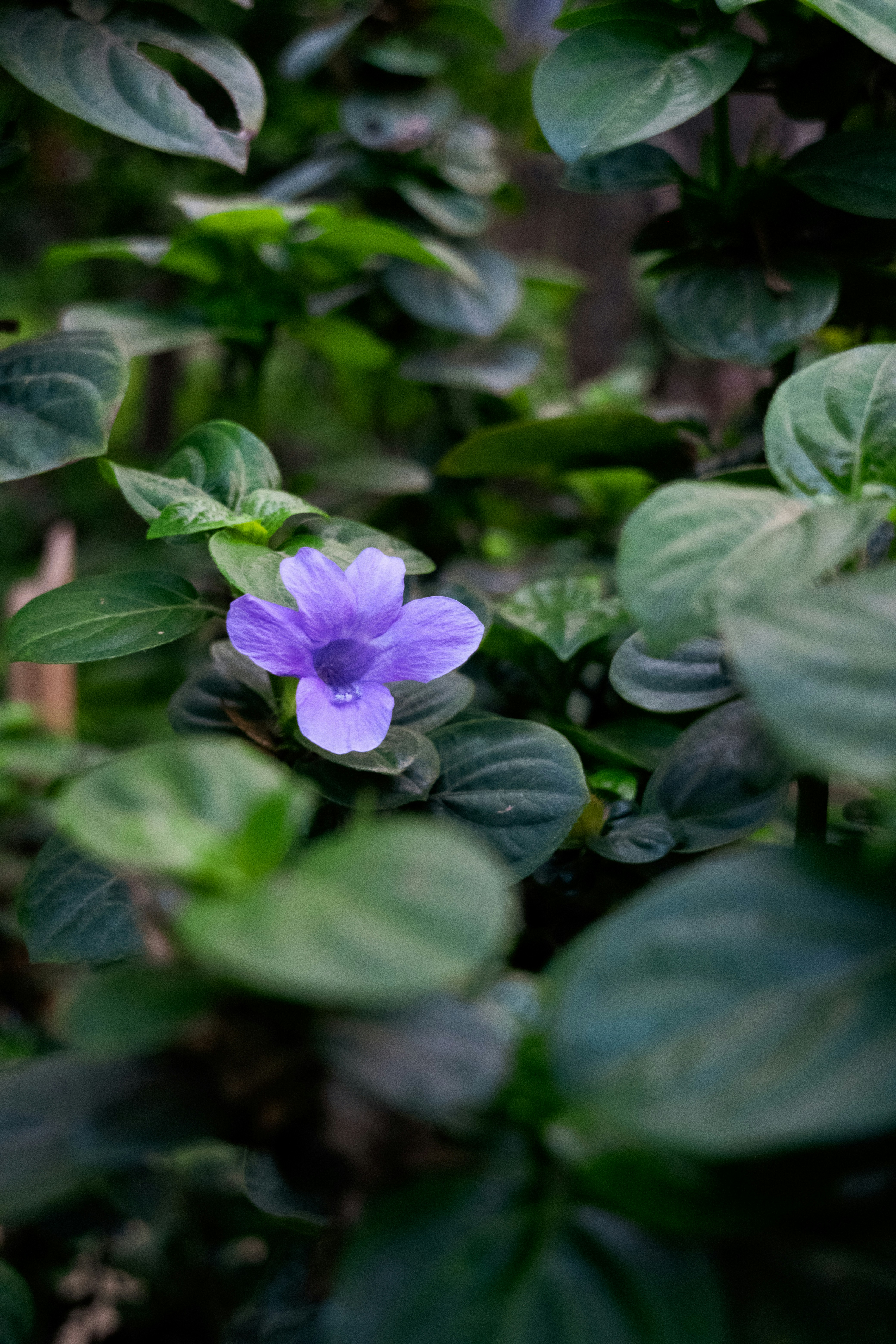 Photo by asifulhaque