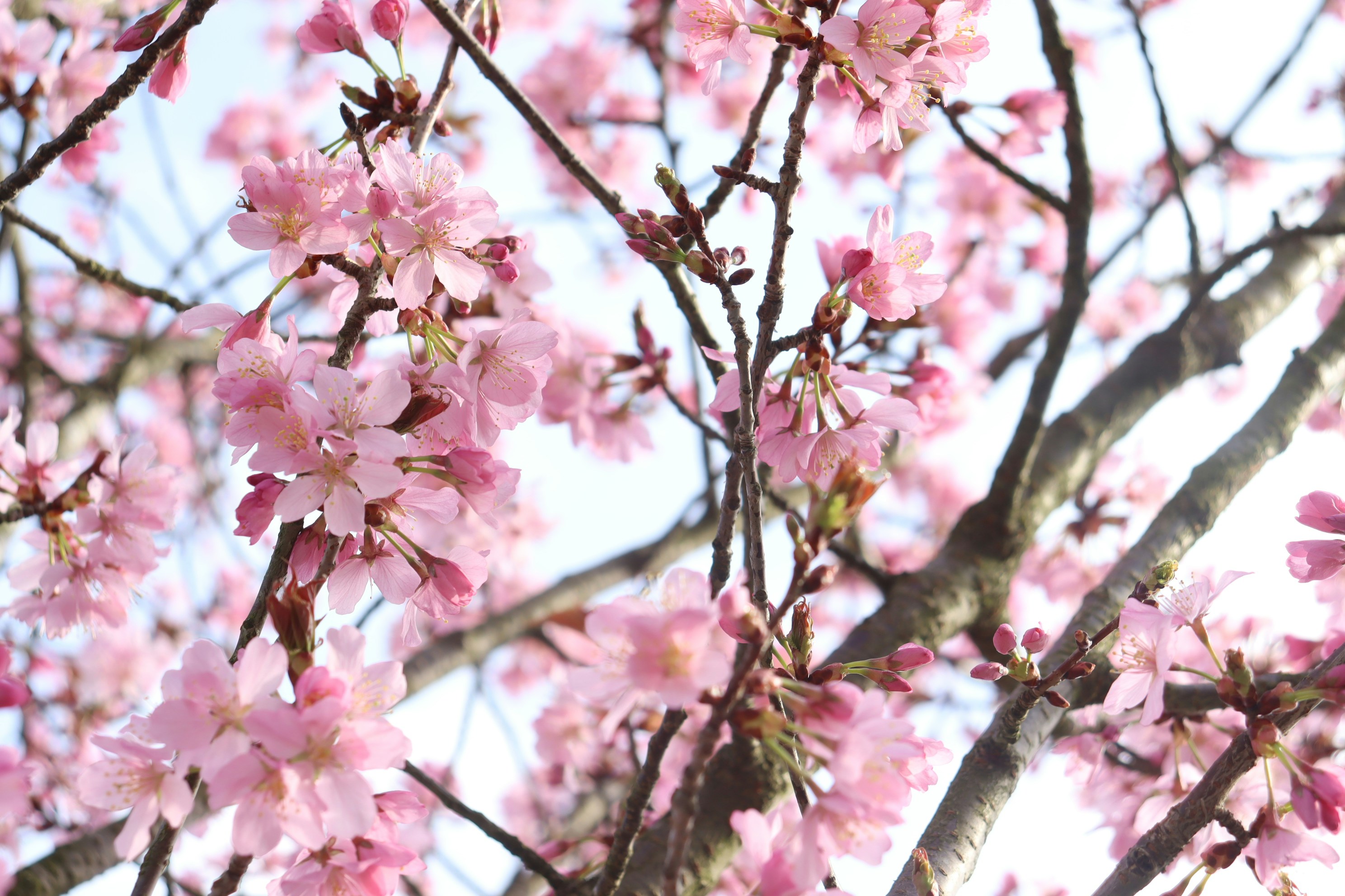 Photo by moonlightendearer