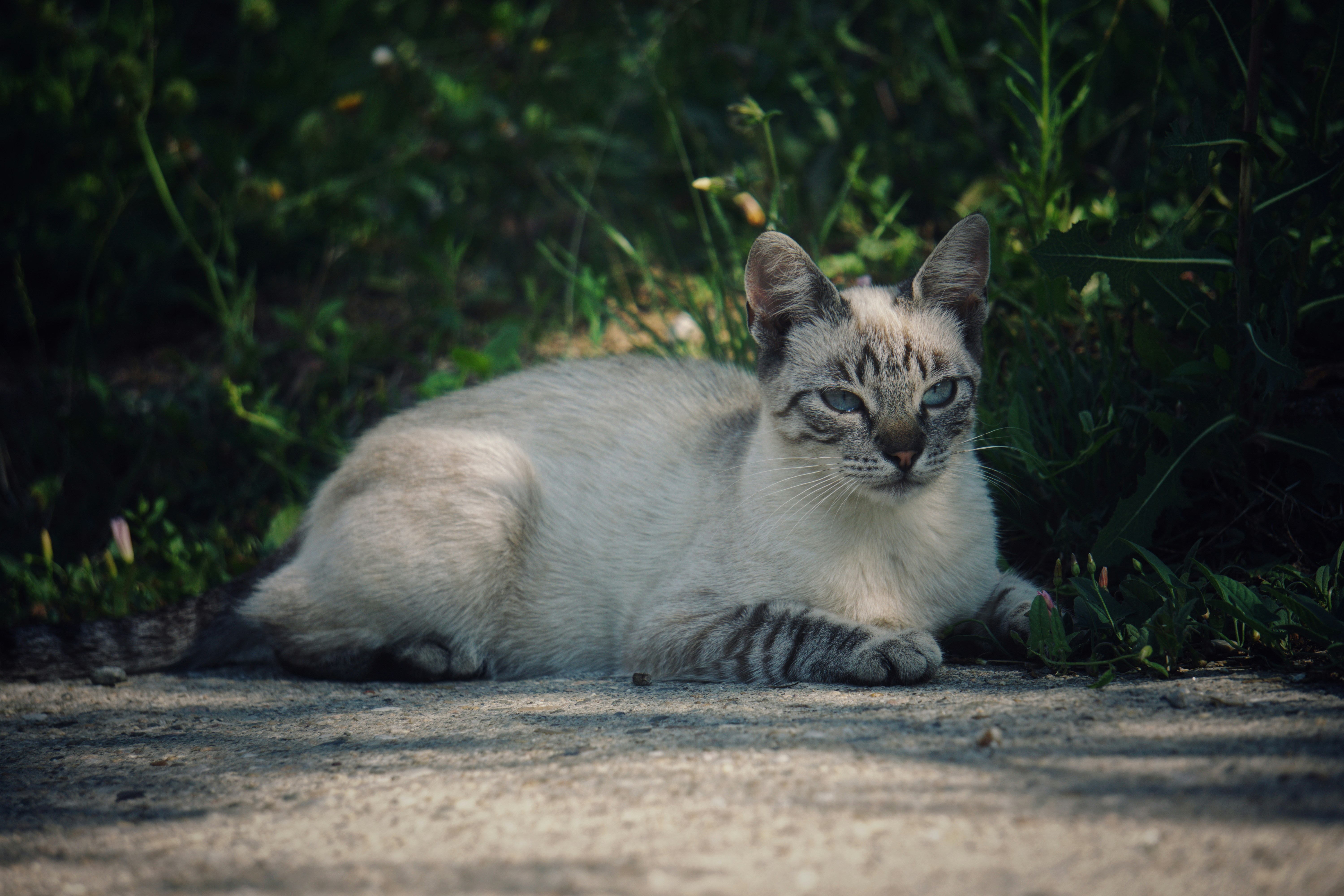 A light-colored cat with blue eyes lies on a path.