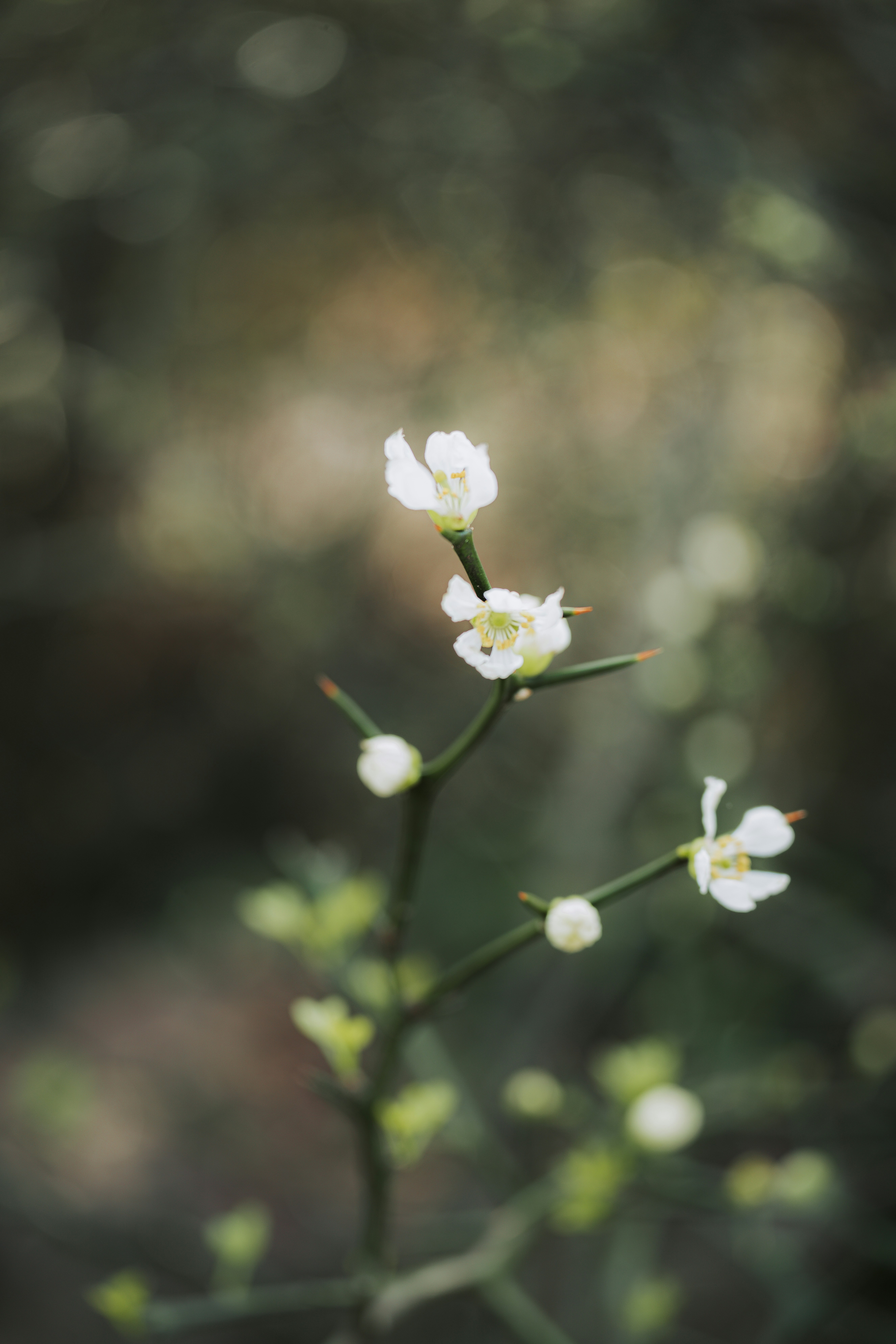 Photo by keepitchassephotography