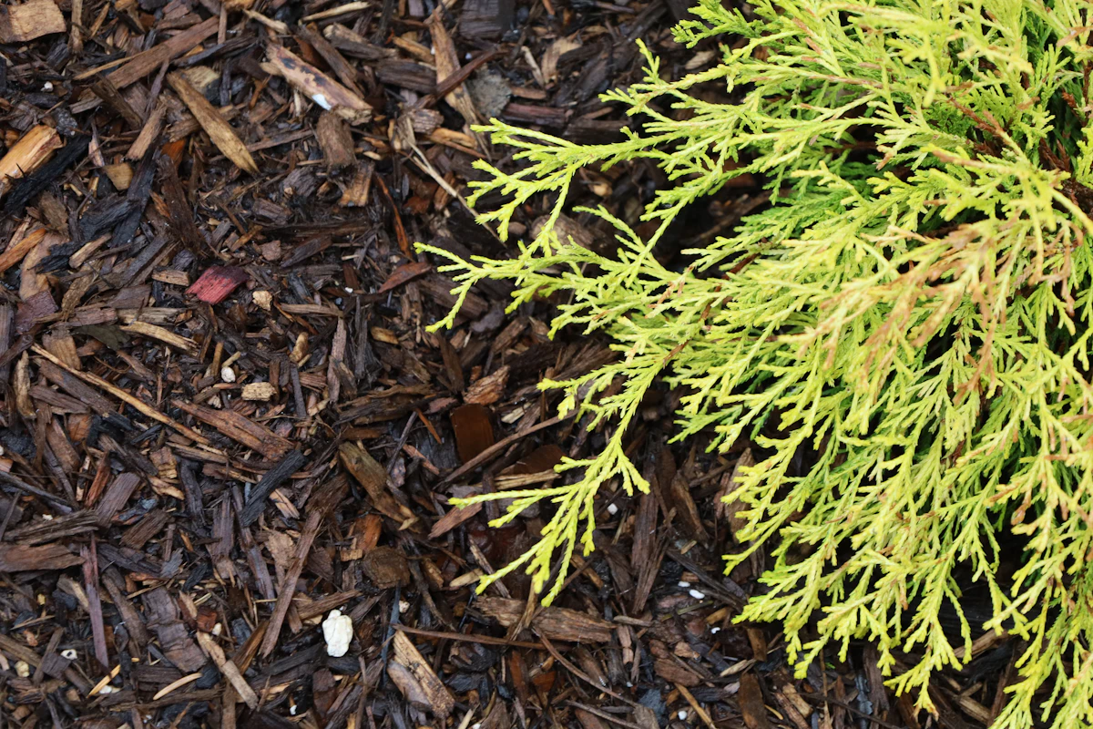 Fresh mulch and evergreen plant detail