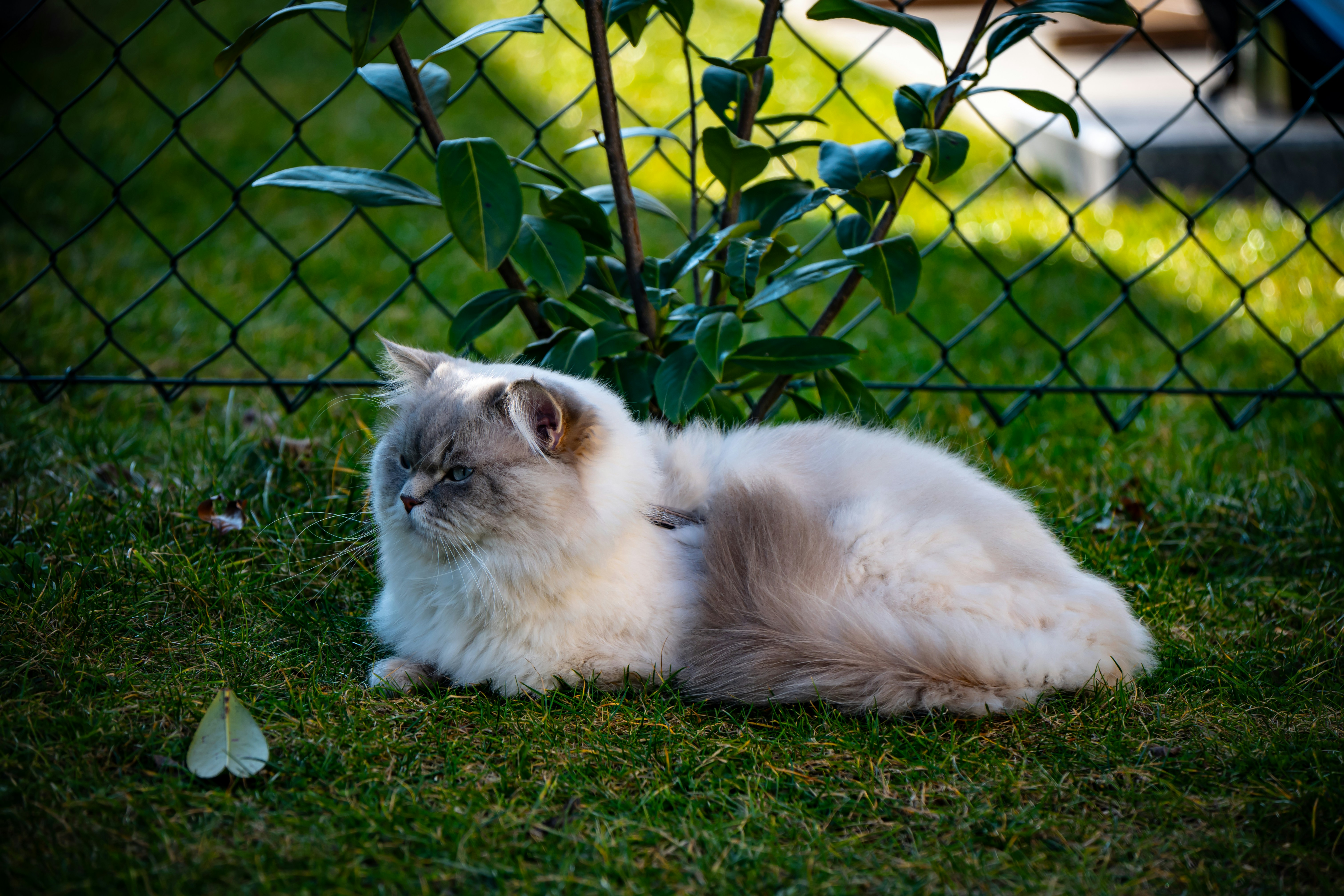 A fluffy cat rests on green grass near a fence