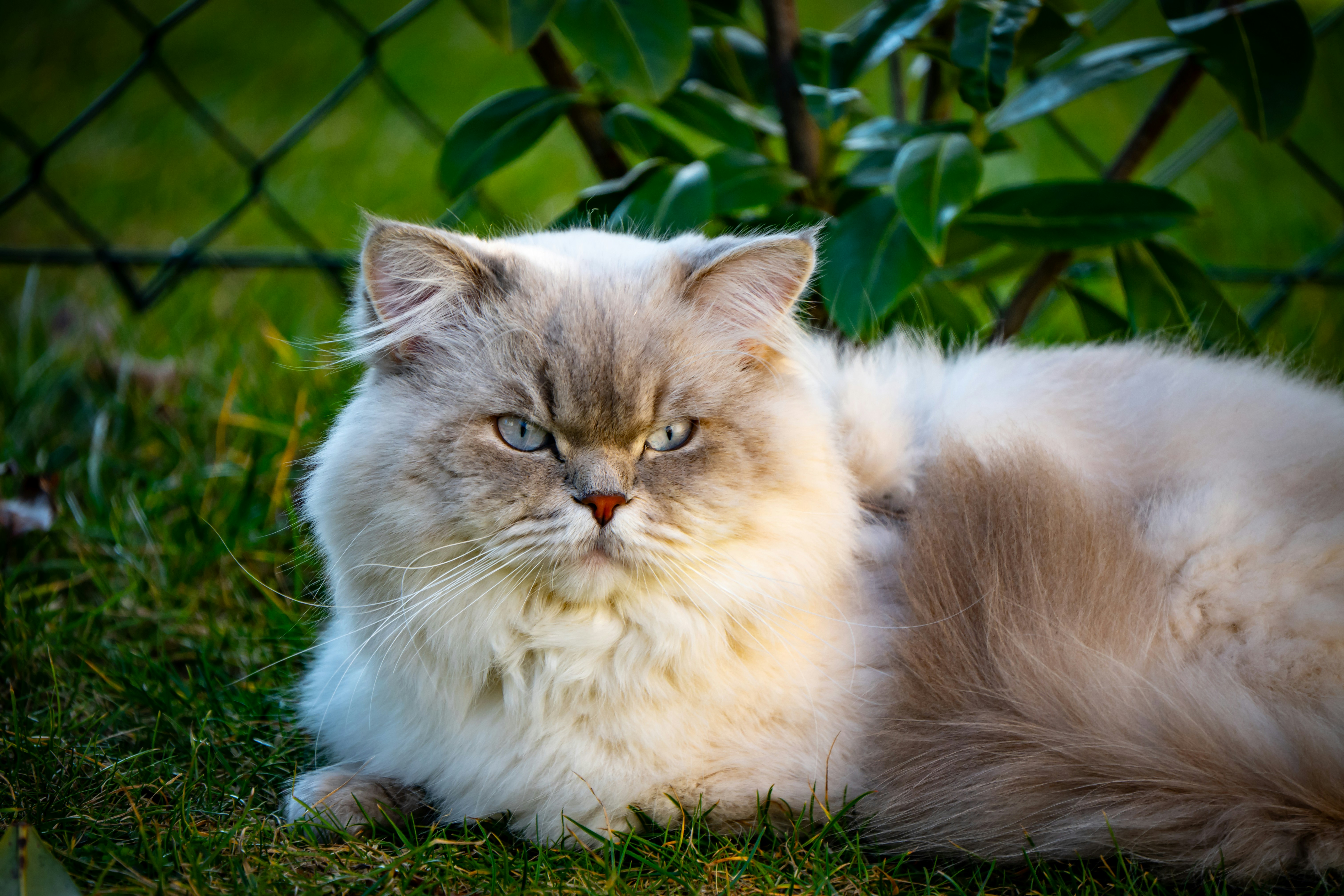 A fluffy cat with blue eyes lies on grass