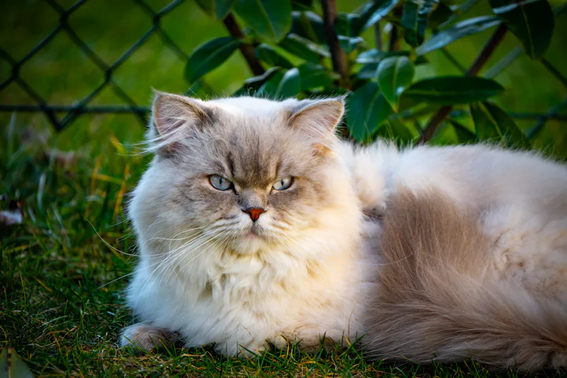 Former kittypet cat stretching on outdoor steps representing the journey from housecat to warrior with kittypet warrior cat names