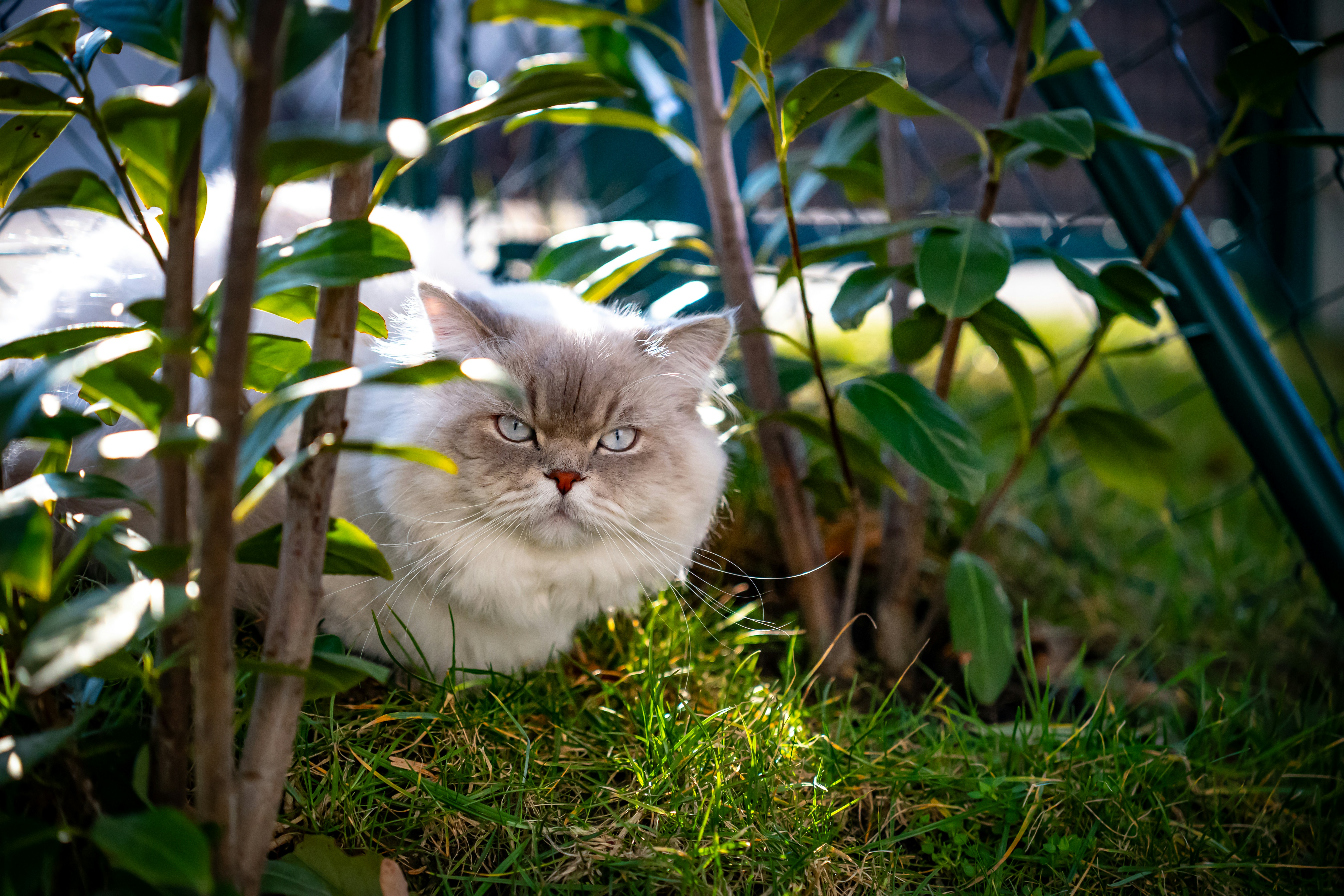 A fluffy cat peeks from behind green leaves
