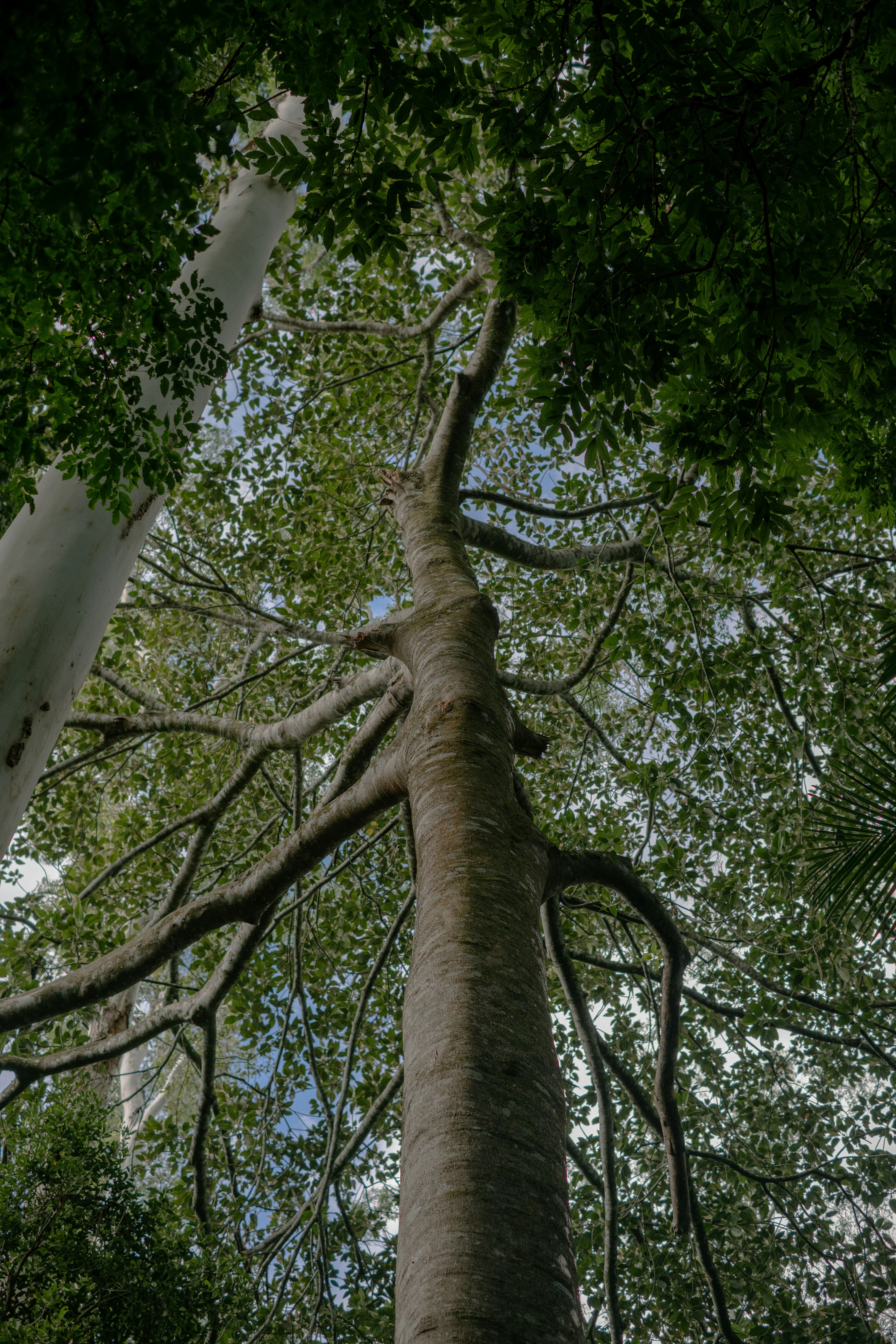 Tall tree trunk with branches reaching towards sky