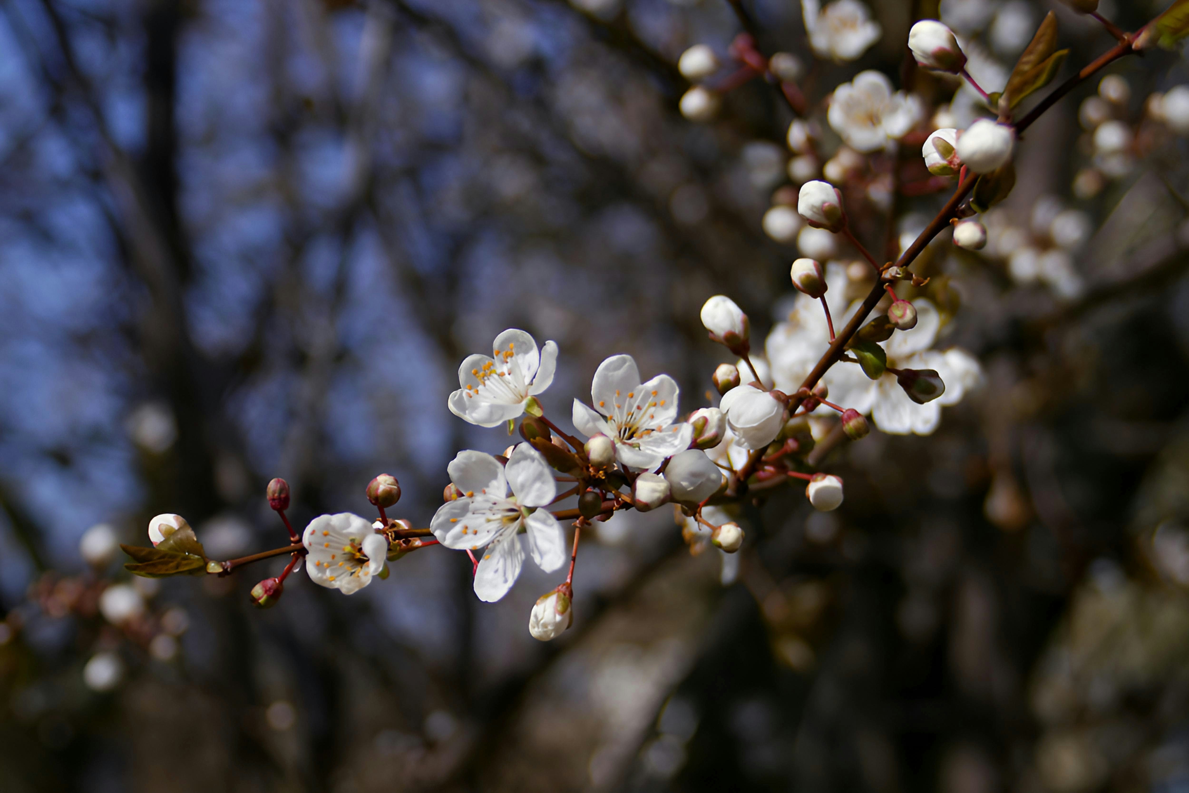 Delicadas flores blancas en una rama de árbol