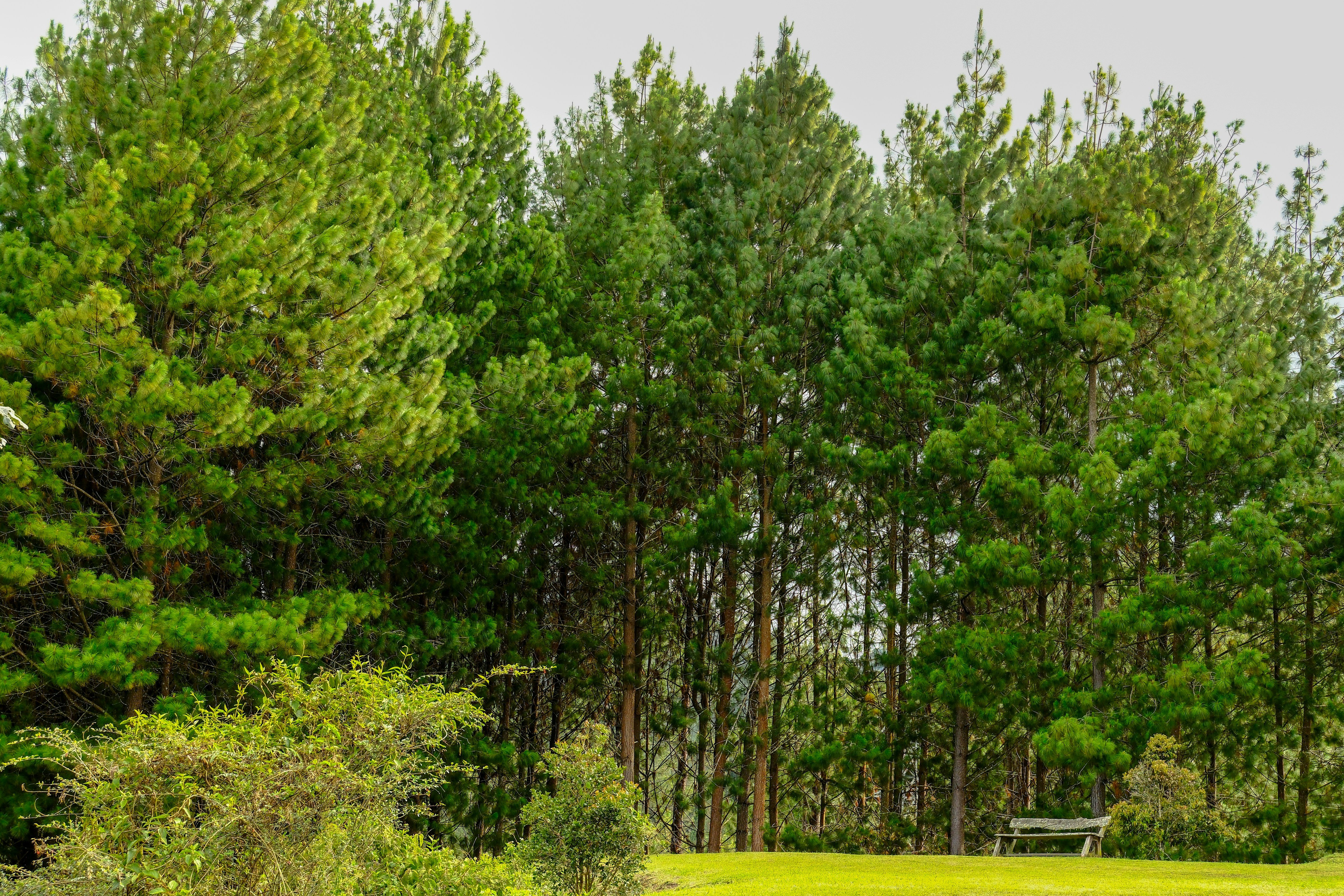 Pine trees stand tall in a lush green landscape.
