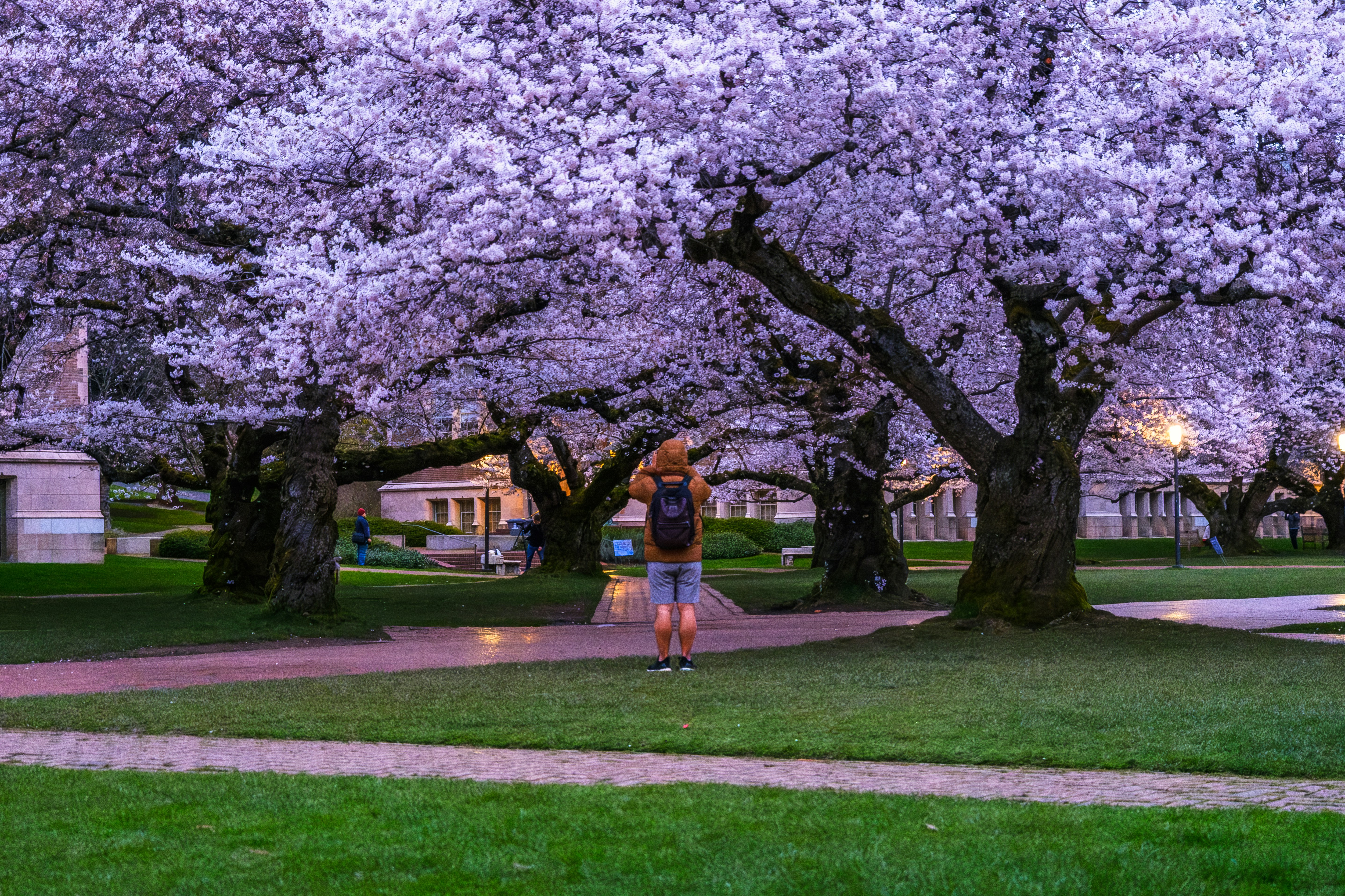 Person taking photo under blooming cherry blossom trees