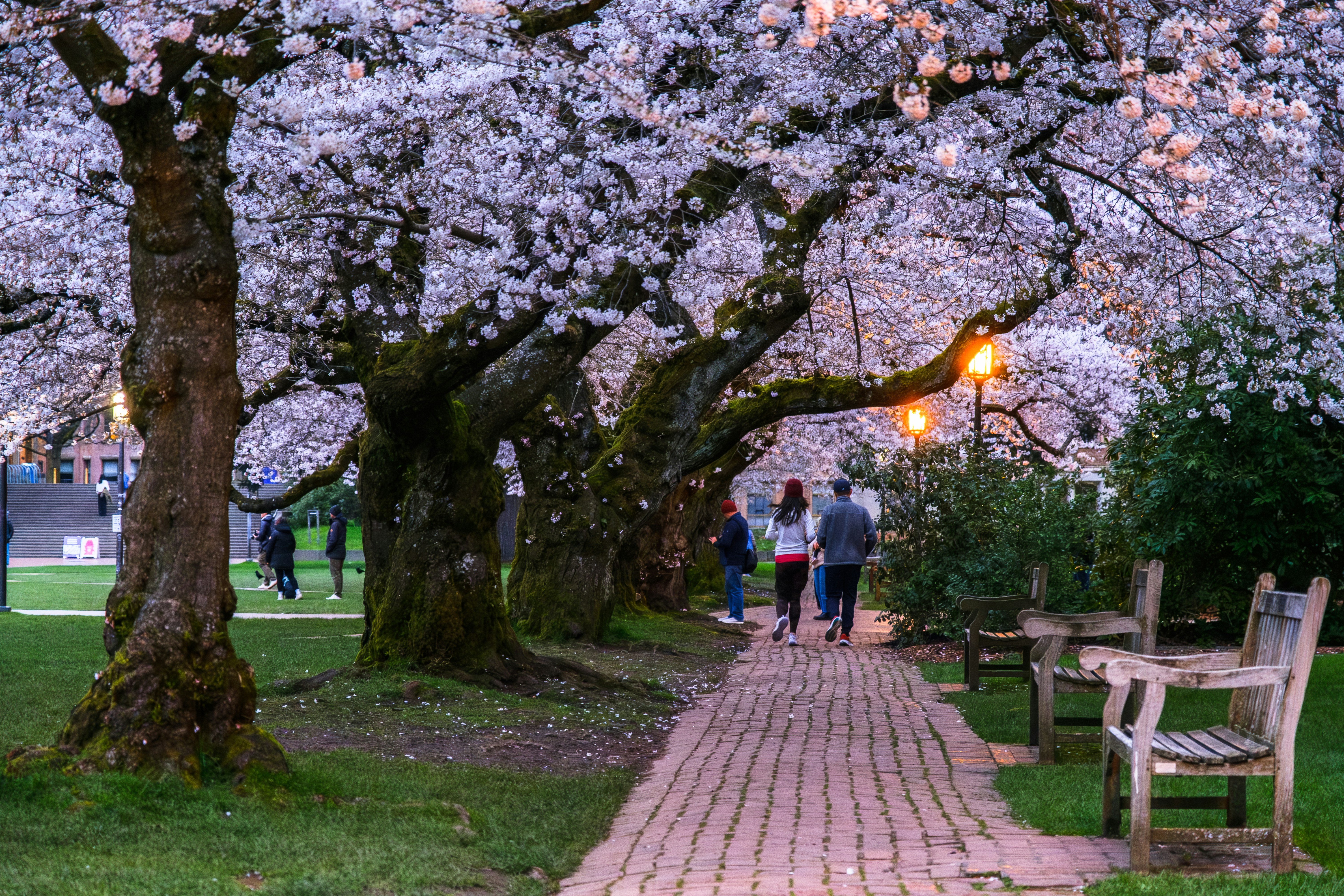 People stroll along a path lined with blooming cherry trees.