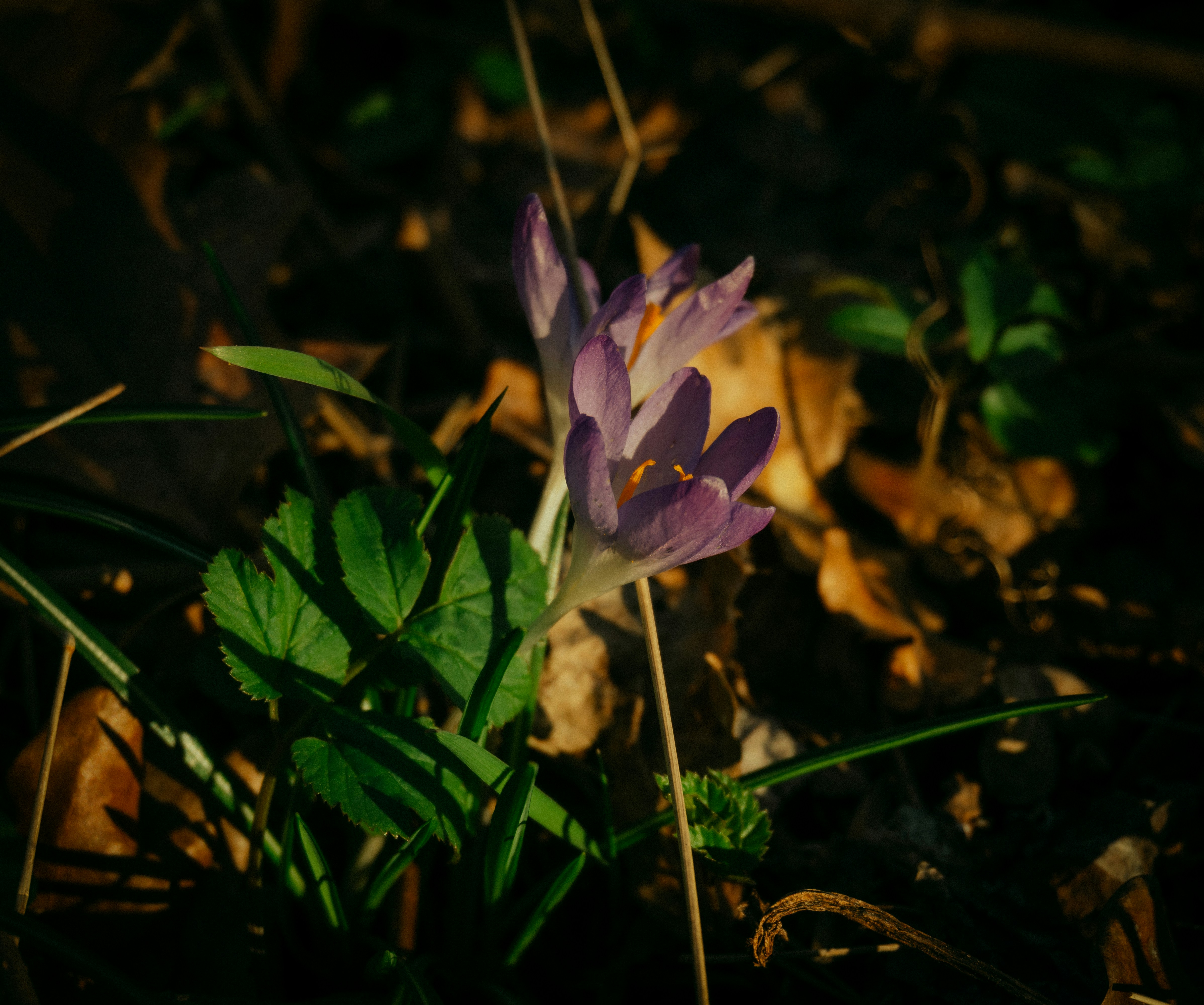 Photo by lacyec