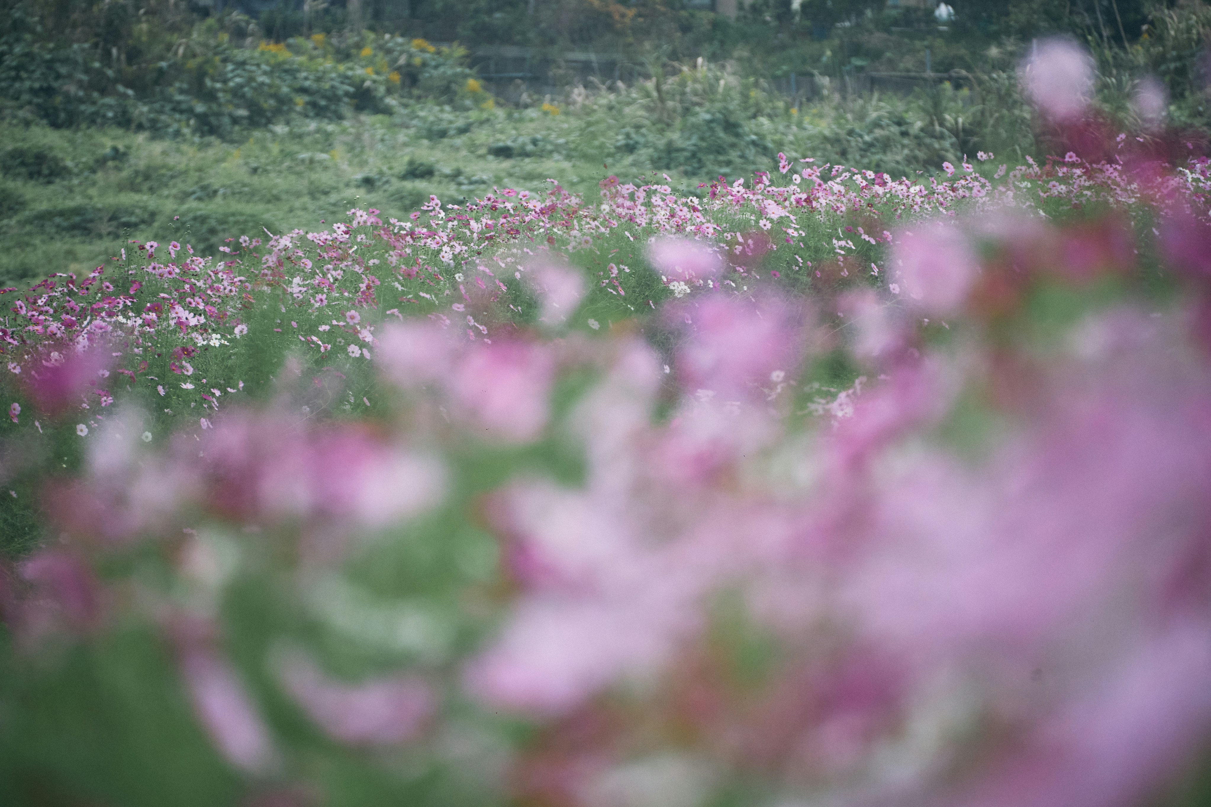 Photo by tsuyoshikozu