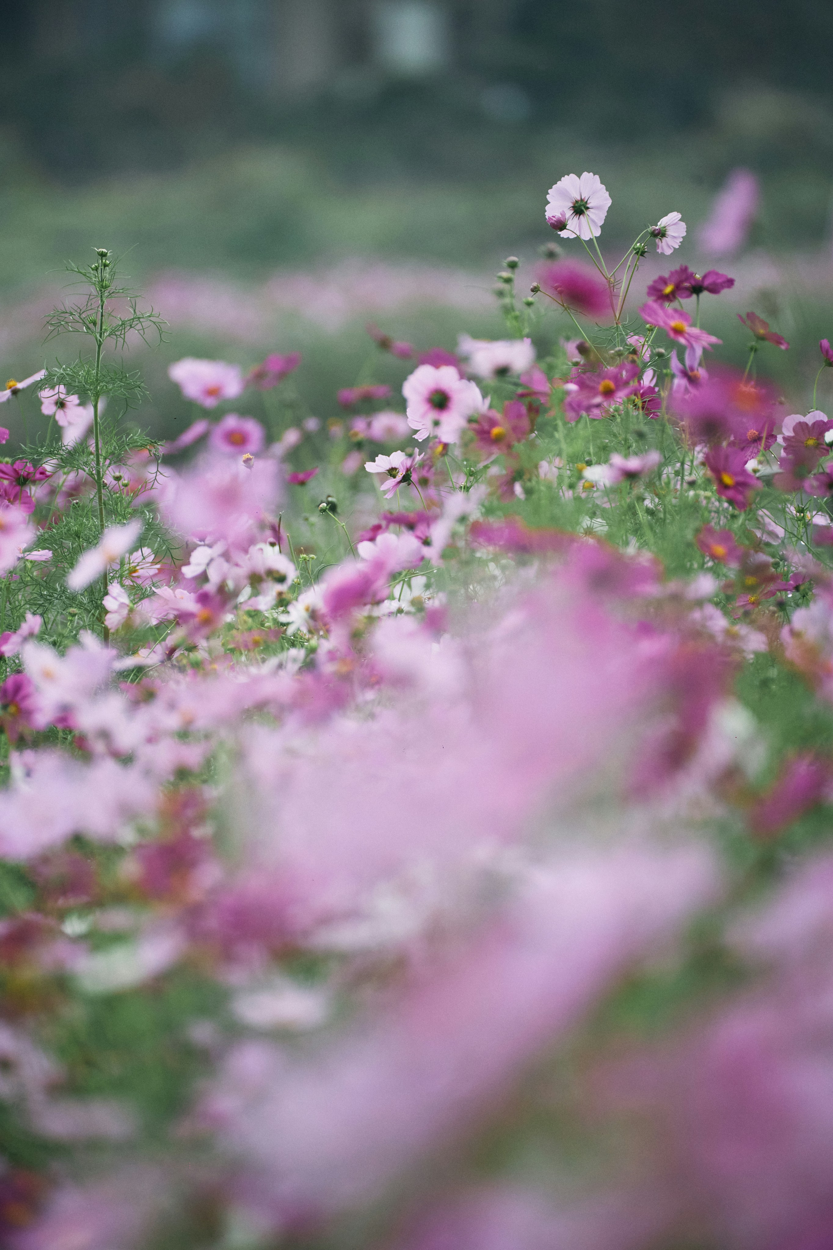 Photo by tsuyoshikozu